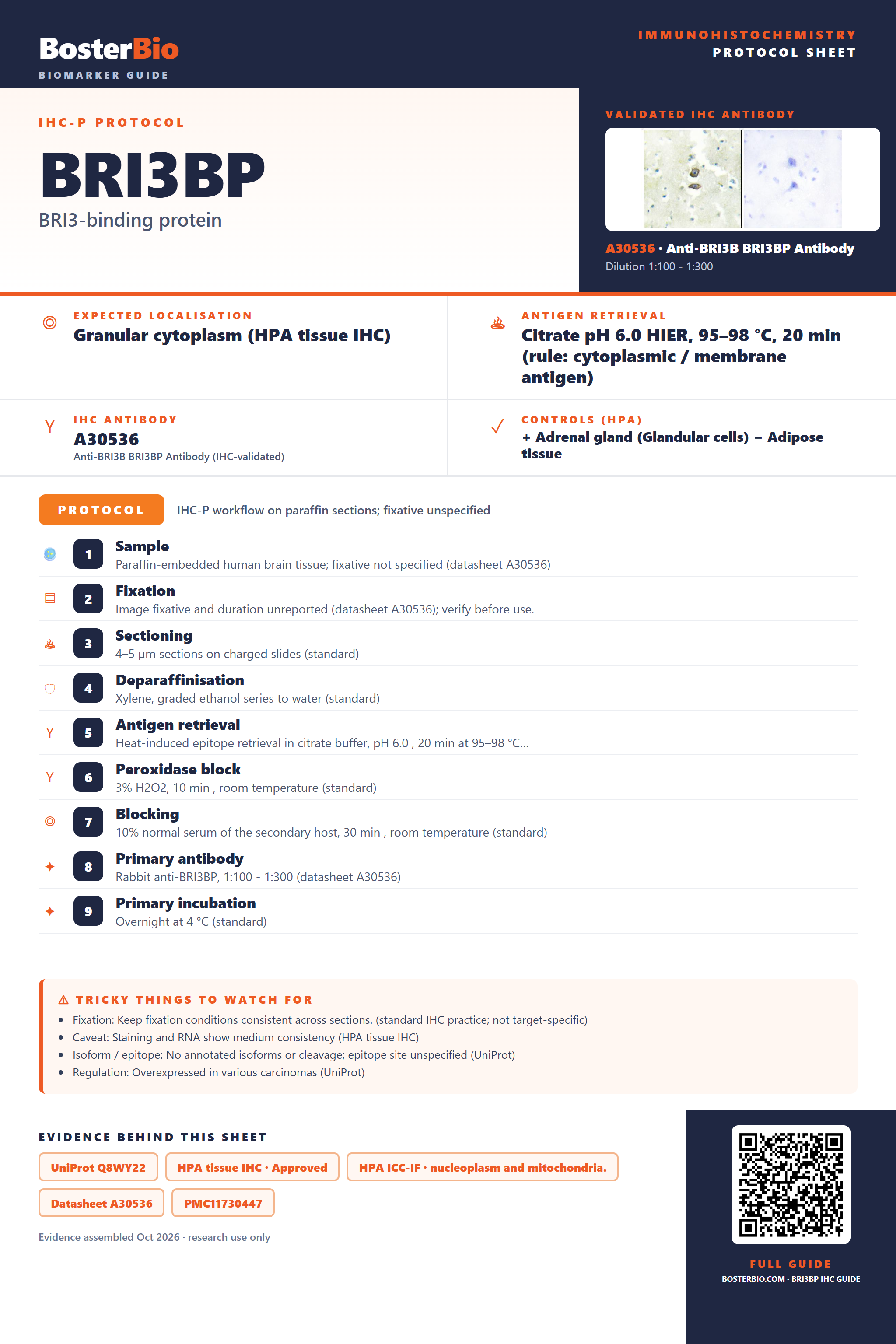 Immunohistochemistry protocol sheet for BRI3BP (IHC for BRI3BP): expected localisation Granular cytoplasm (HPA tissue IHC), antibody A30536, validated IHC image, and IHC protocol steps