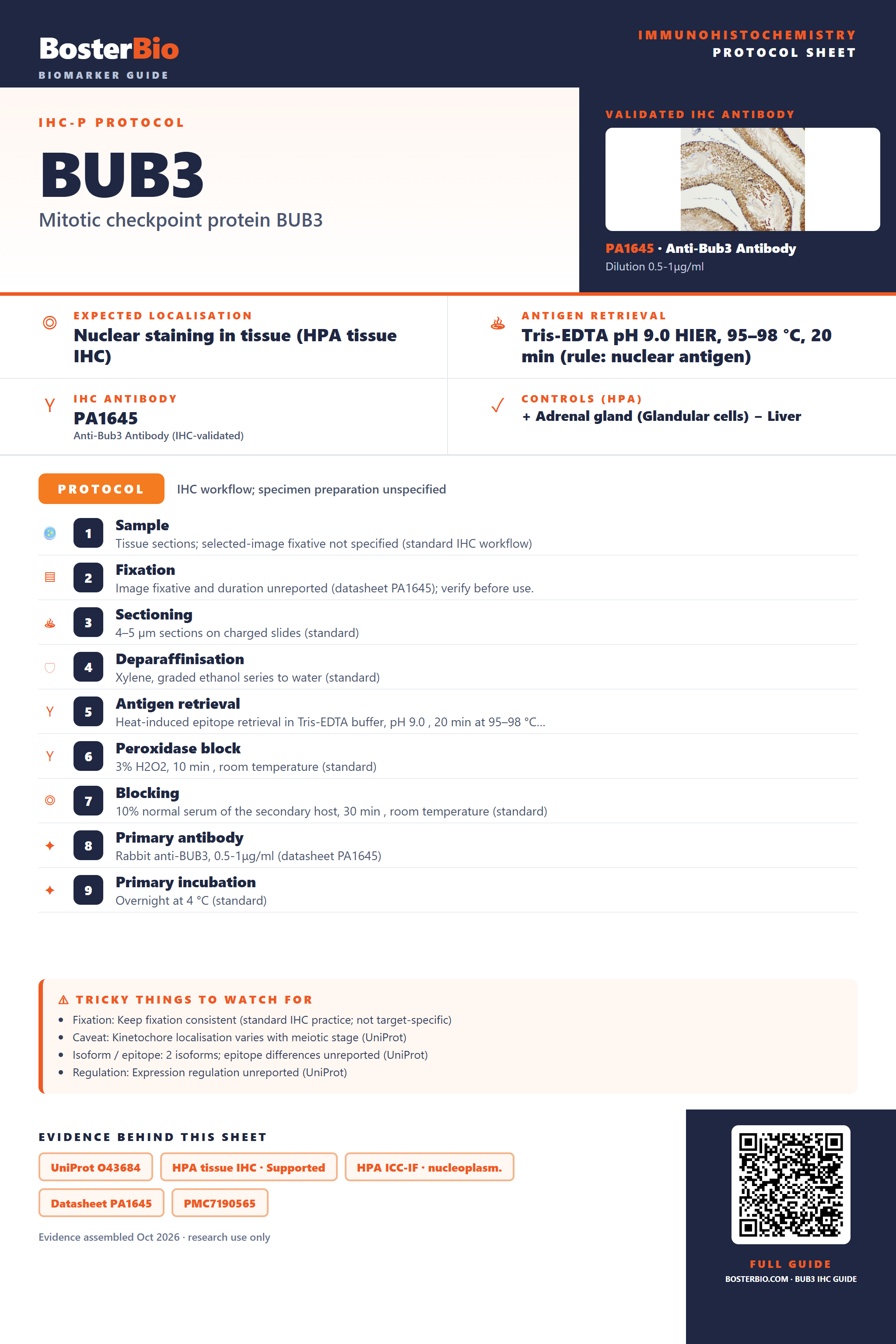 Immunohistochemistry protocol sheet for BUB3 (IHC for BUB3): expected localisation Nuclear staining in tissue (HPA tissue IHC), antibody PA1645, validated IHC image, and IHC protocol steps