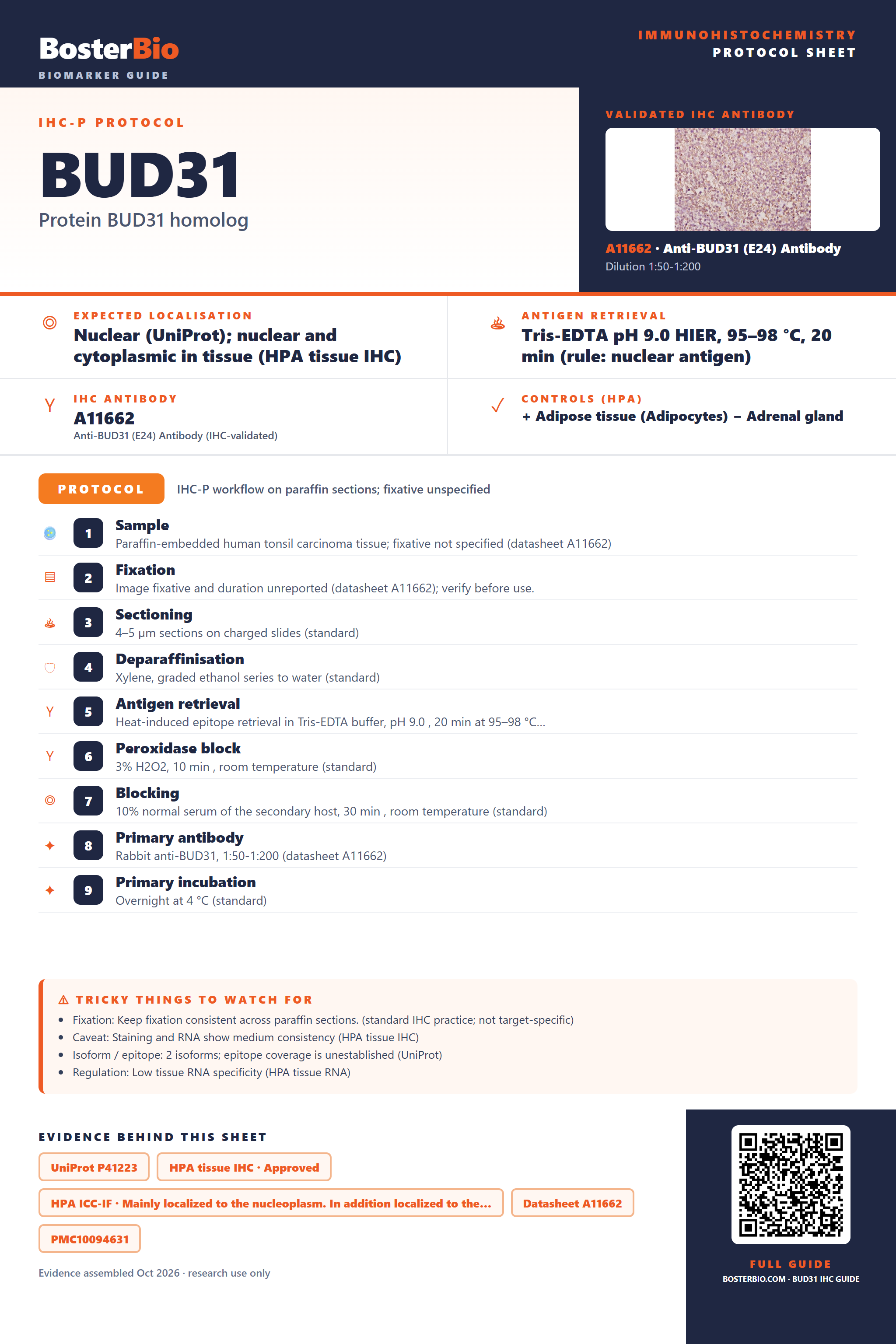 Immunohistochemistry protocol sheet for BUD31 (IHC for BUD31): expected localisation Nuclear (UniProt); nuclear and cytoplasmic in tissue (HPA tissue IHC), antibody A11662, validated IHC image, and IHC protocol steps