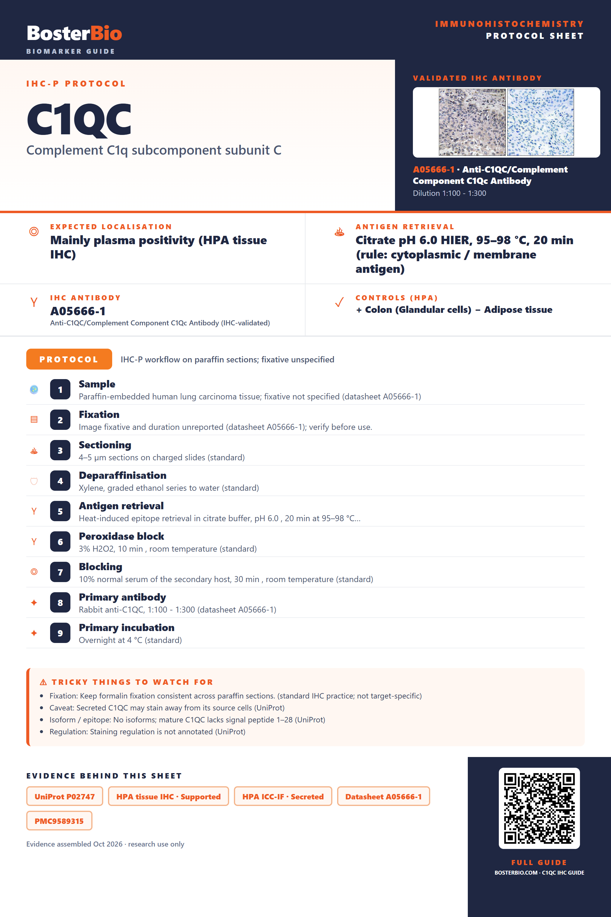 Immunohistochemistry protocol sheet for C1QC (IHC for C1QC): expected localisation Mainly plasma positivity (HPA tissue IHC), antibody A05666-1, validated IHC image, and IHC protocol steps