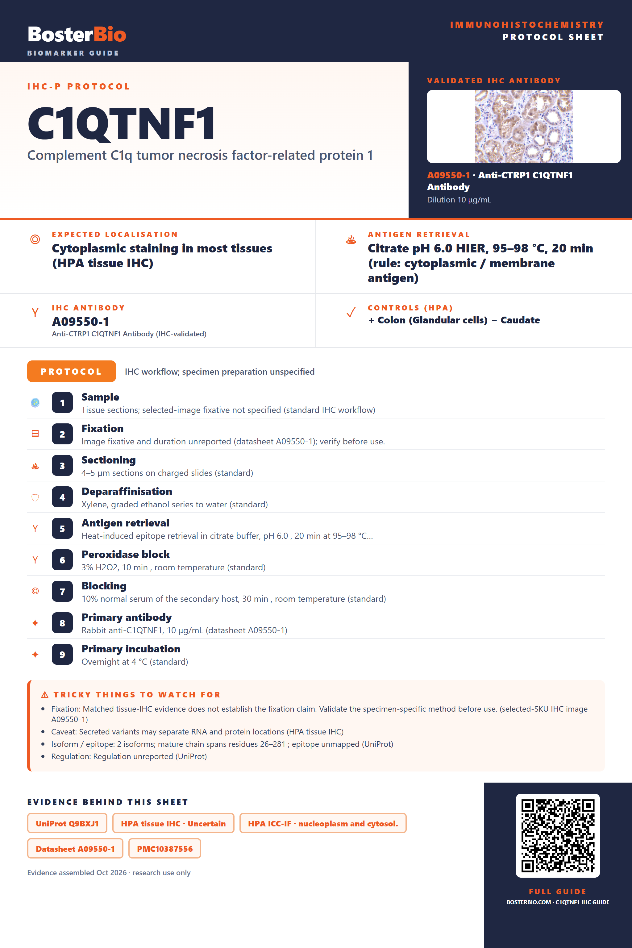 Immunohistochemistry protocol sheet for C1QTNF1 (IHC for C1QTNF1): expected localisation Cytoplasmic staining in most tissues (HPA tissue IHC), antibody A09550-1, validated IHC image, and IHC protocol steps