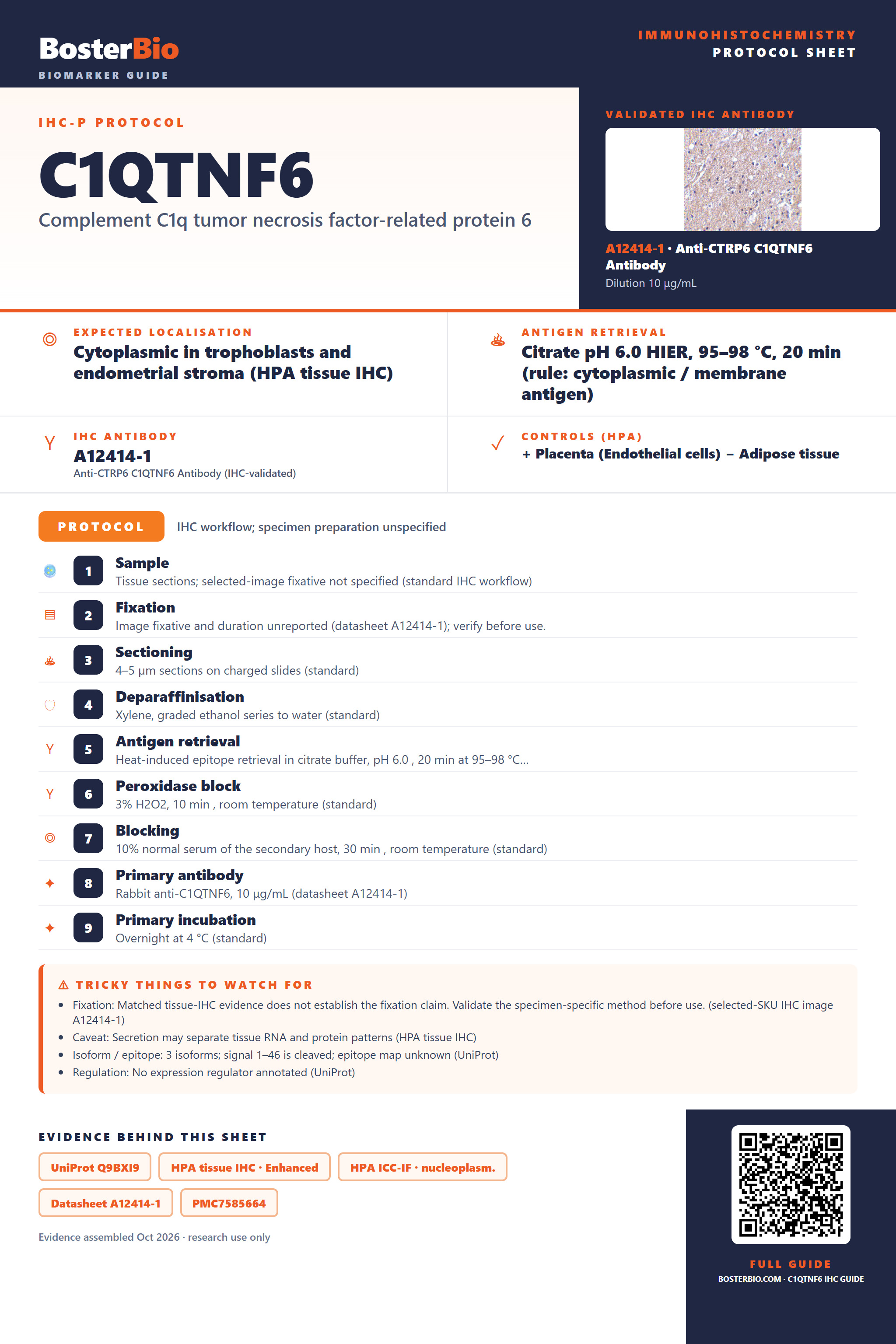 Immunohistochemistry protocol sheet for C1QTNF6 (IHC for C1QTNF6): expected localisation Cytoplasmic in trophoblasts and endometrial stroma (HPA tissue IHC), antibody A12414-1, validated IHC image, and IHC protocol steps