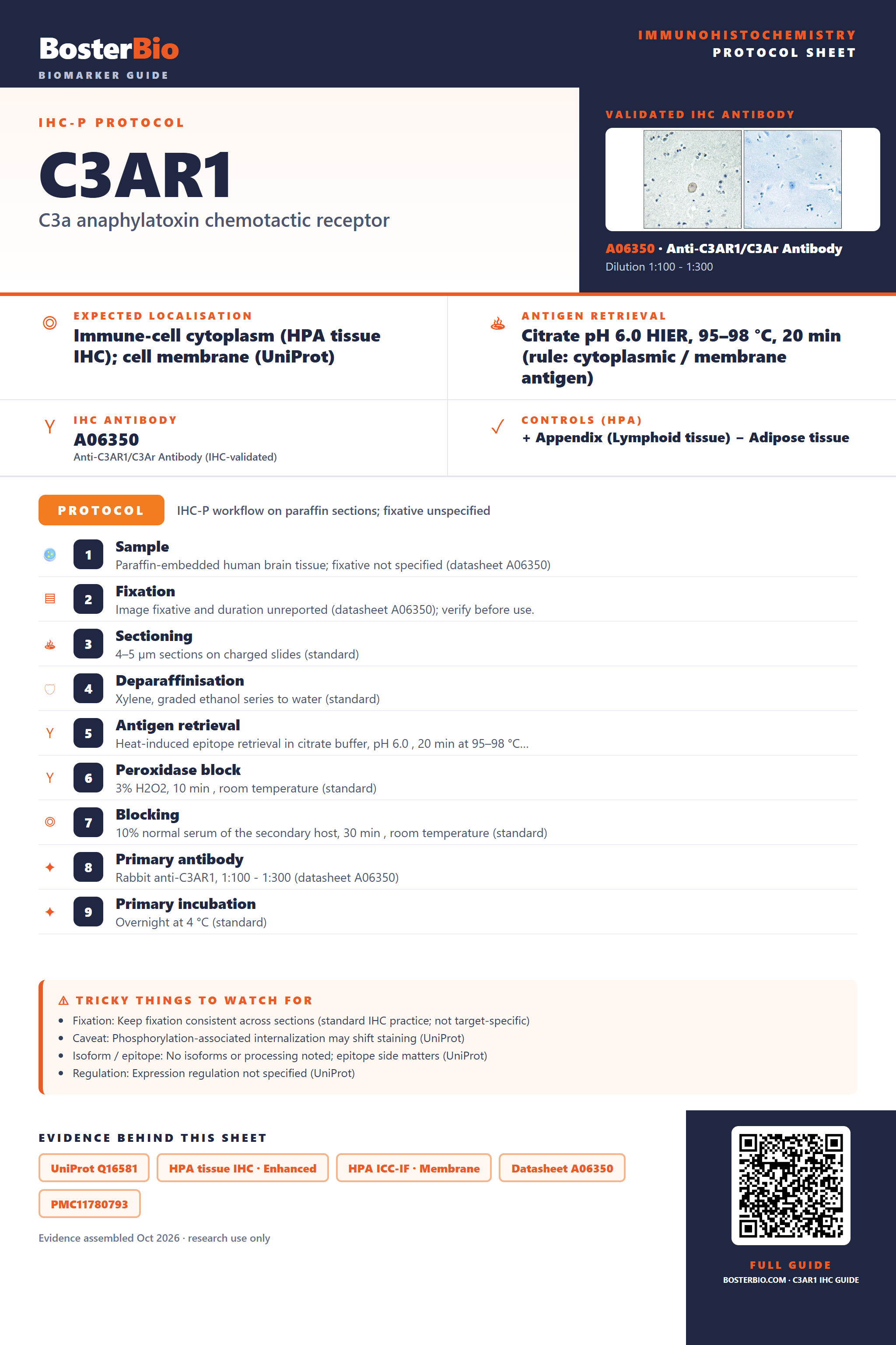 Immunohistochemistry protocol sheet for C3AR1 (IHC for C3AR1): expected localisation Immune-cell cytoplasm (HPA tissue IHC); cell membrane (UniProt), antibody A06350, validated IHC image, and IHC protocol steps