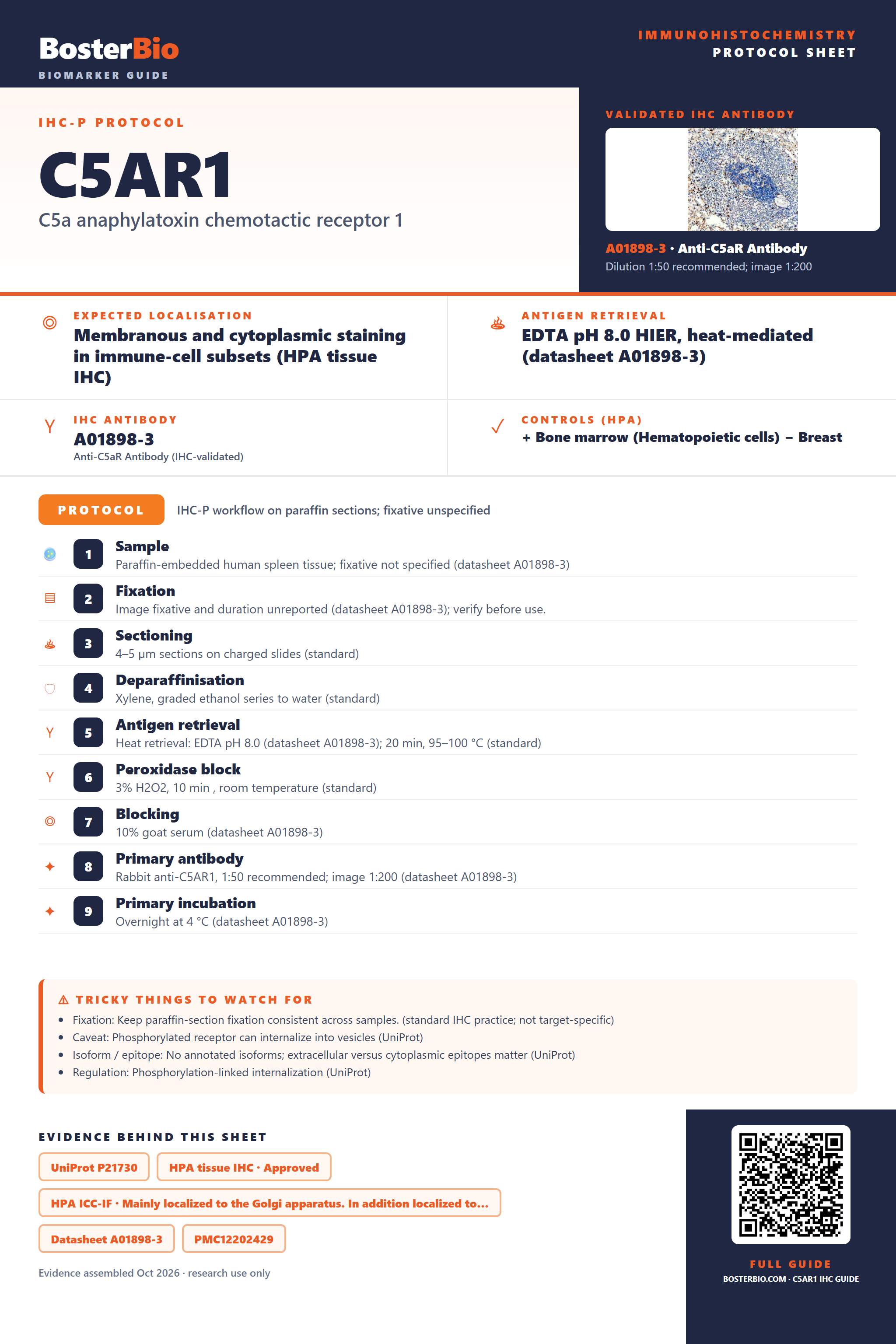 Immunohistochemistry protocol sheet for C5AR1 (IHC for C5AR1): expected localisation Membranous and cytoplasmic staining in immune-cell subsets (HPA tissue IHC), antibody A01898-3, validated IHC image, and IHC protocol steps