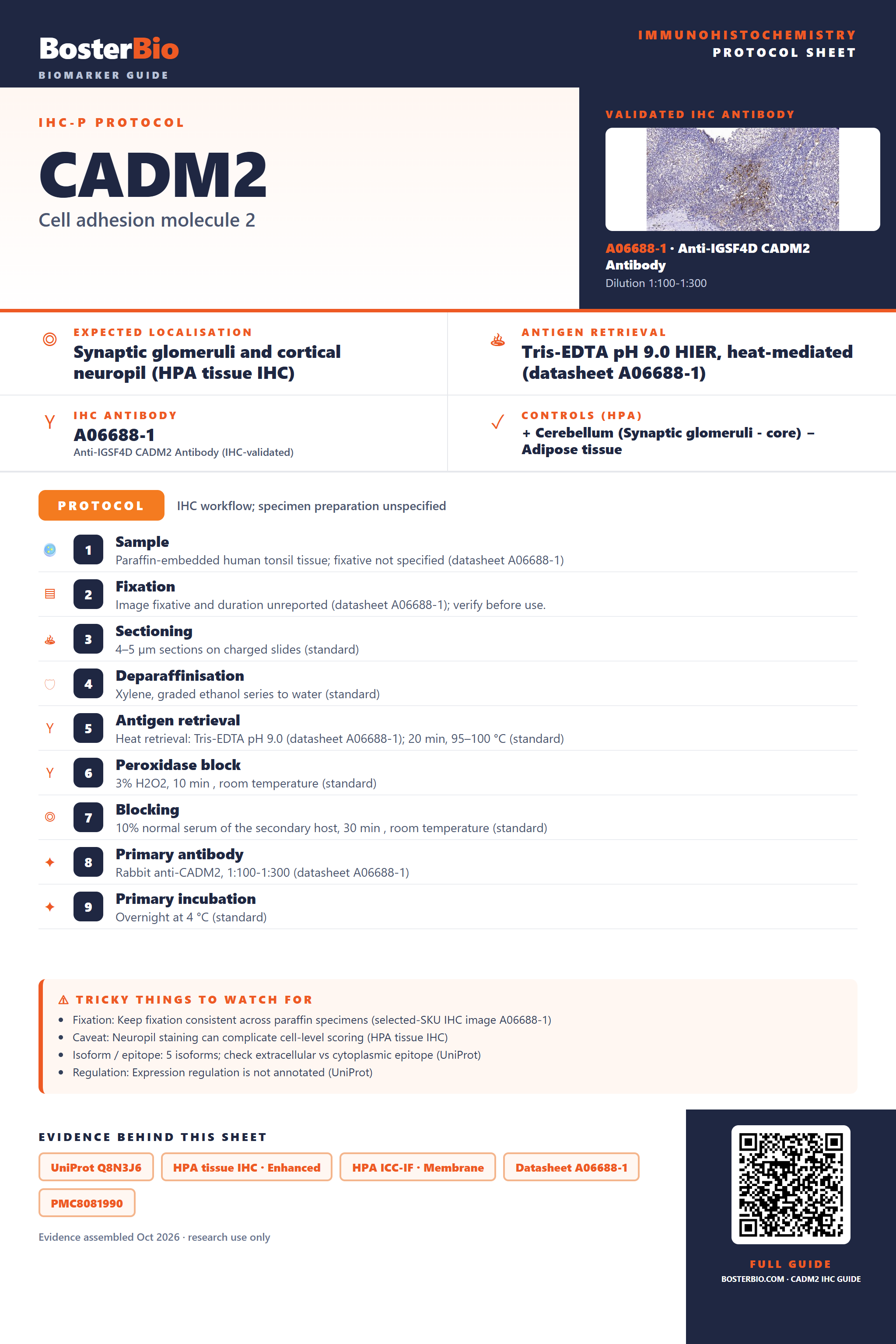 Immunohistochemistry protocol sheet for CADM2 (IHC for CADM2): expected localisation Synaptic glomeruli and cortical neuropil (HPA tissue IHC), antibody A06688-1, validated IHC image, and IHC protocol steps