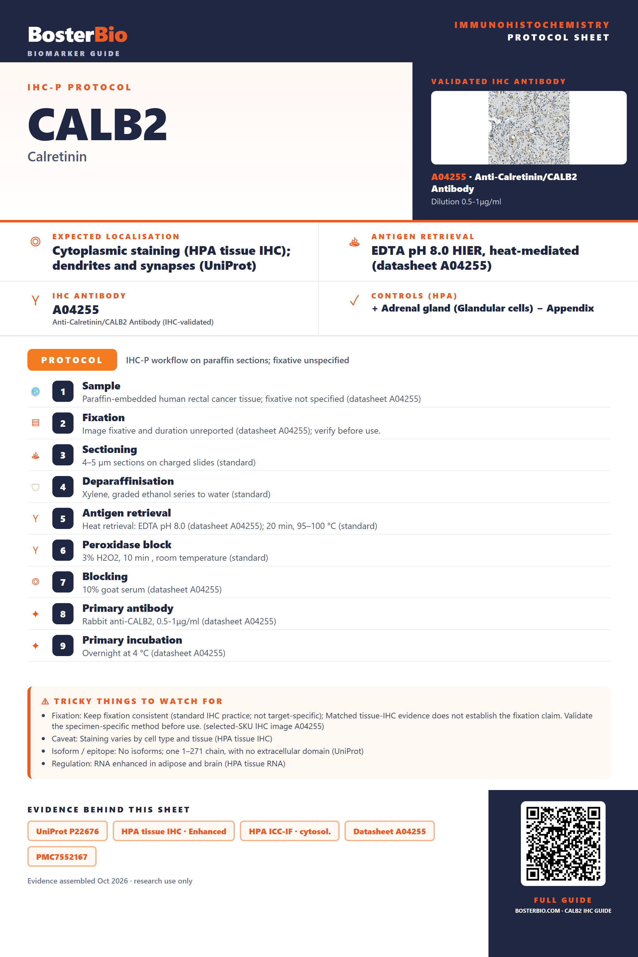 Immunohistochemistry protocol sheet for CALB2 (IHC for CALB2): expected localisation Cytoplasmic staining (HPA tissue IHC); dendrites and synapses (UniProt), antibody A04255, validated IHC image, and IHC protocol steps