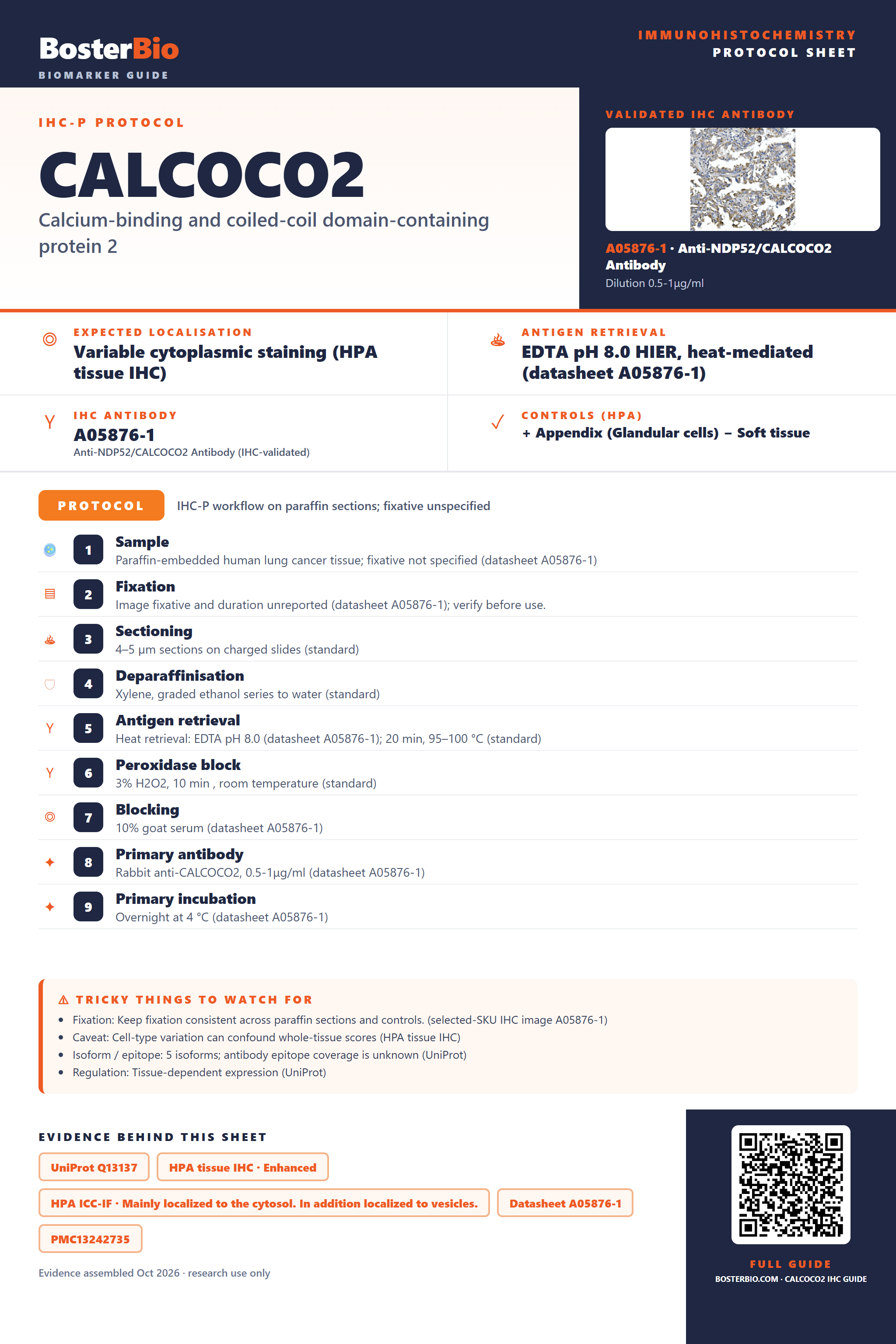 Immunohistochemistry protocol sheet for CALCOCO2 (IHC for CALCOCO2): expected localisation Variable cytoplasmic staining (HPA tissue IHC), antibody A05876-1, validated IHC image, and IHC protocol steps