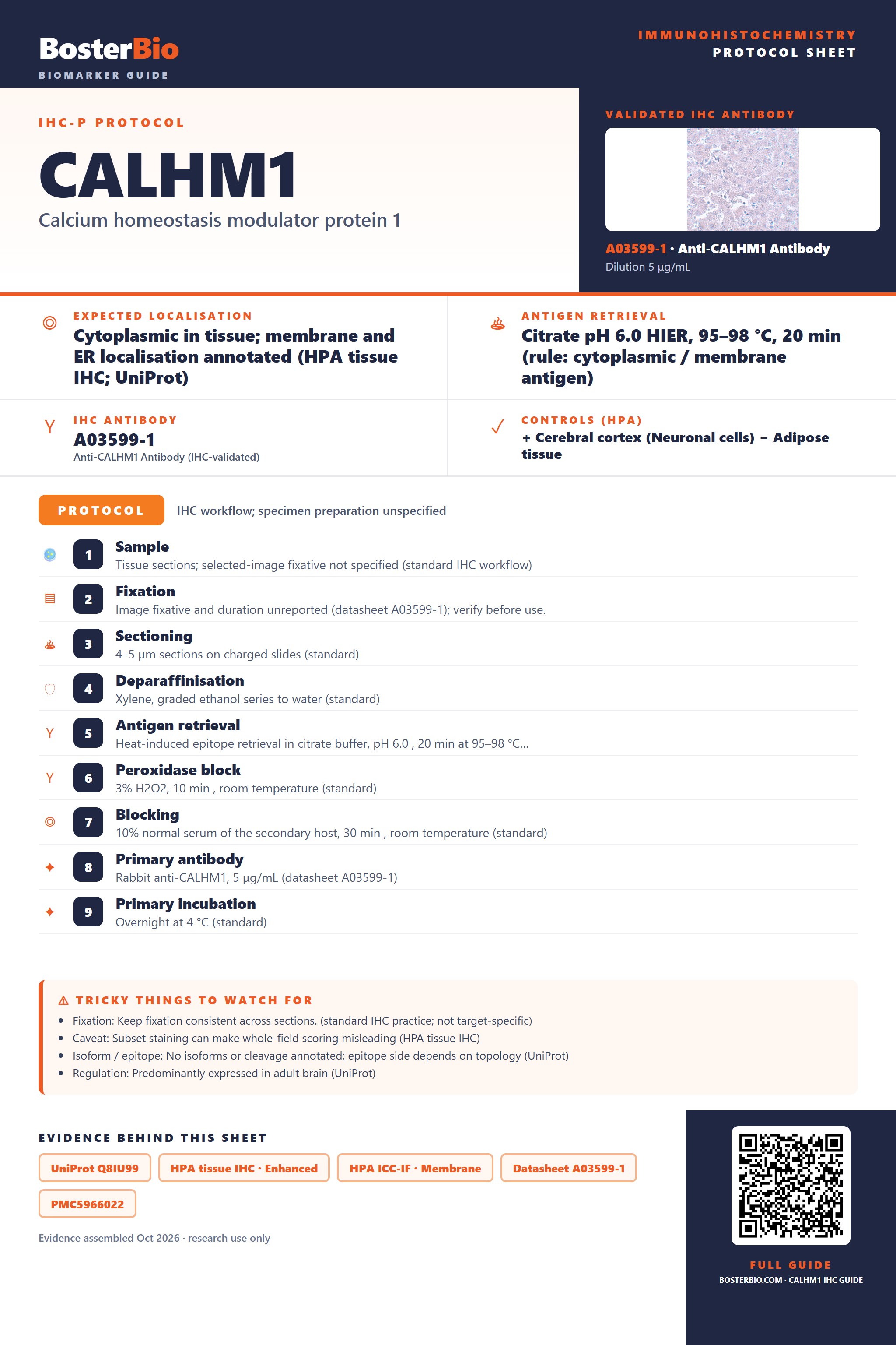 Immunohistochemistry protocol sheet for CALHM1 (IHC for CALHM1): expected localisation Cytoplasmic in tissue; membrane and ER localisation annotated (HPA tissue IHC; UniProt), antibody A03599-1, validated IHC image, and IHC protocol steps
