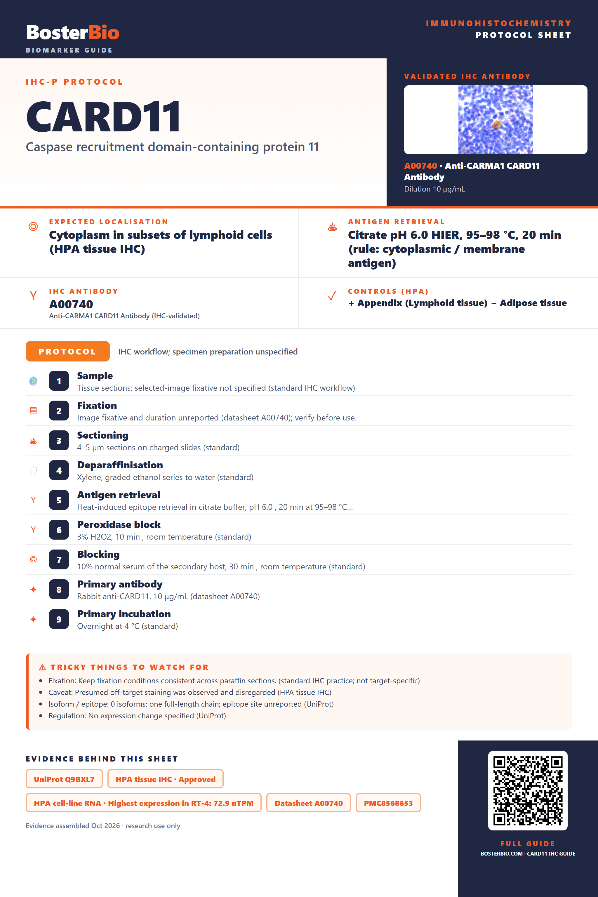 Immunohistochemistry protocol sheet for CARD11 (IHC for CARD11): expected localisation Cytoplasm in subsets of lymphoid cells (HPA tissue IHC), antibody A00740, validated IHC image, and IHC protocol steps