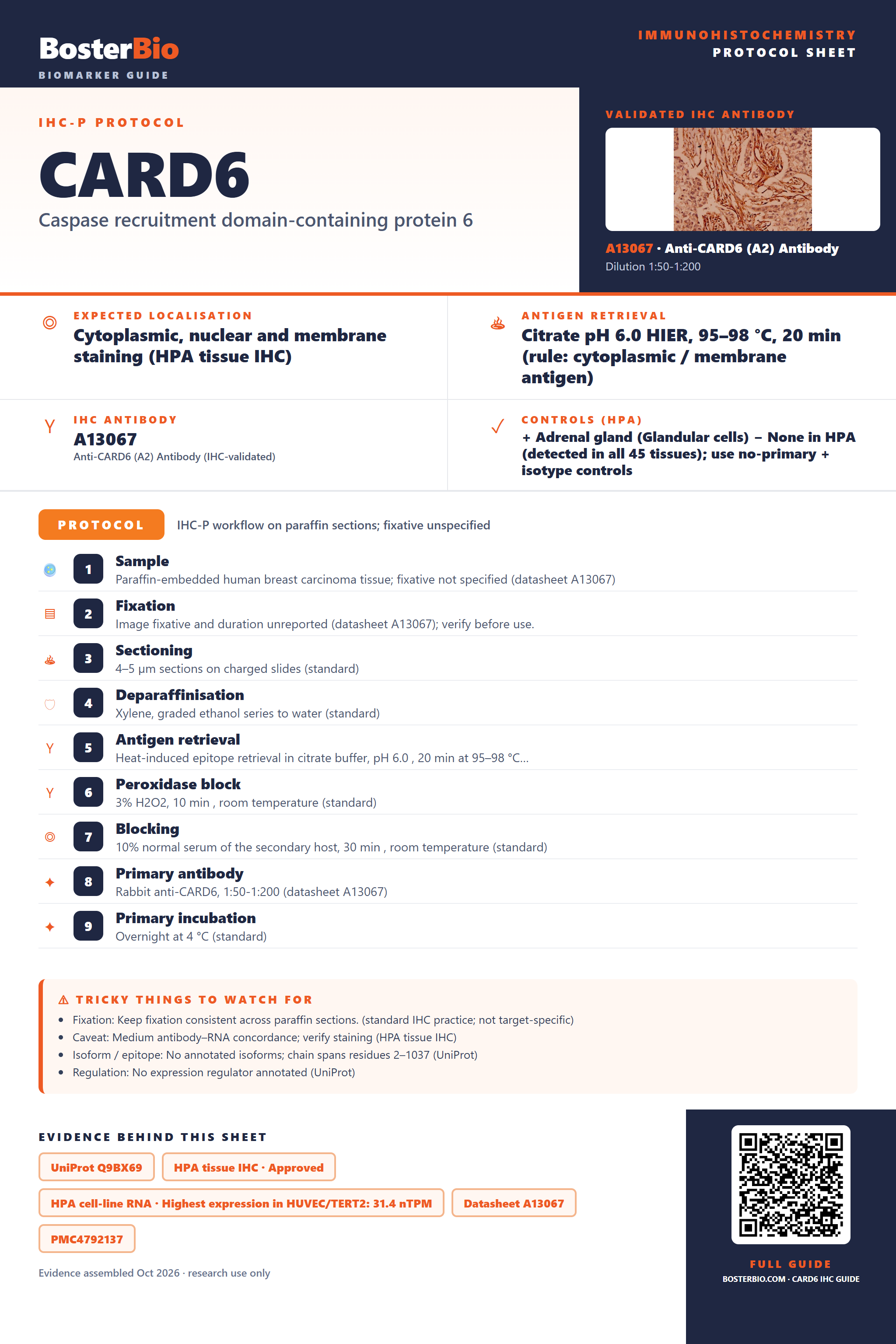 Immunohistochemistry protocol sheet for CARD6 (IHC for CARD6): expected localisation Cytoplasmic, nuclear and membrane staining (HPA tissue IHC), antibody A13067, validated IHC image, and IHC protocol steps