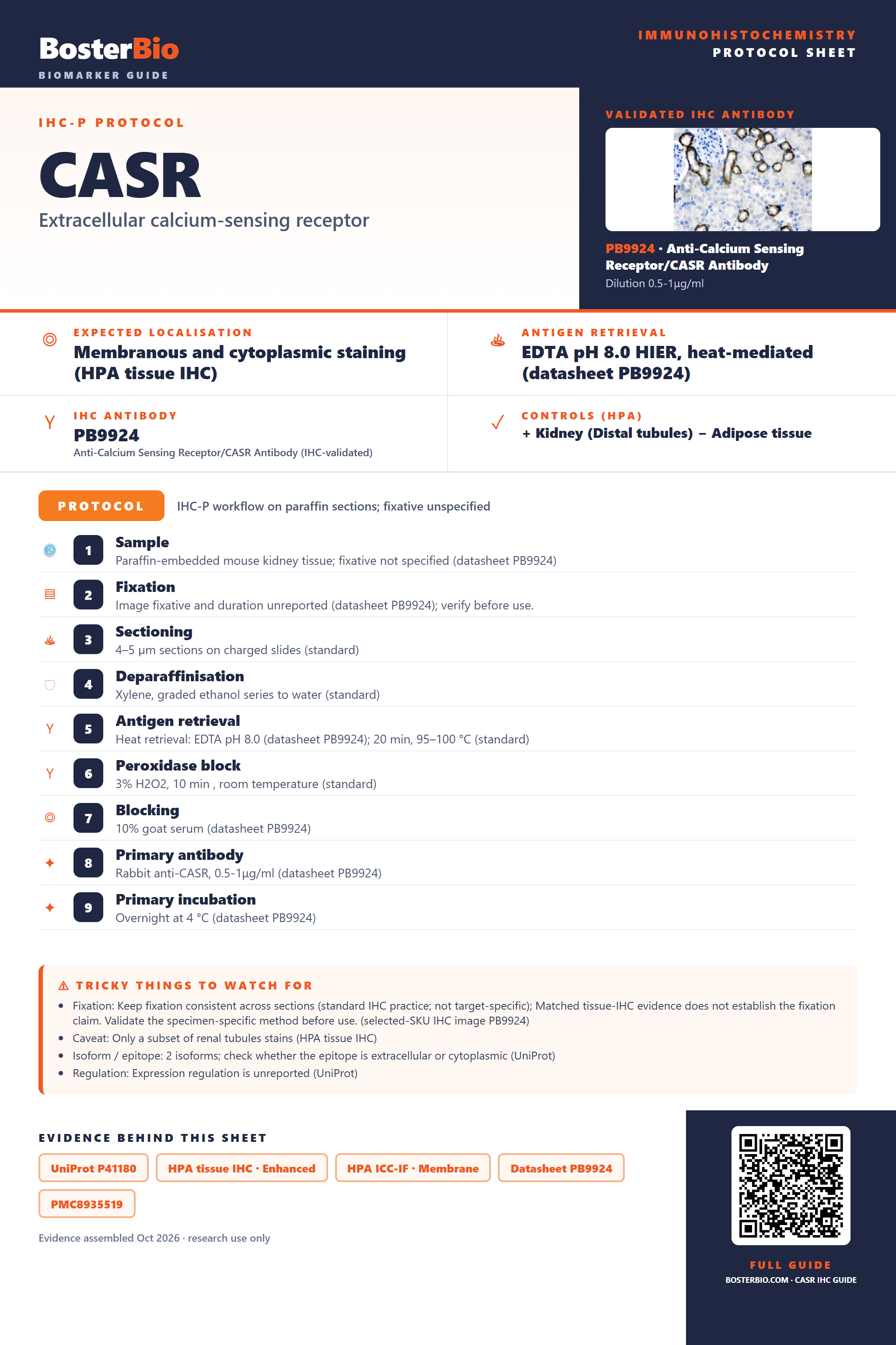 Immunohistochemistry protocol sheet for CASR (IHC for CASR): expected localisation Membranous and cytoplasmic staining (HPA tissue IHC), antibody PB9924, validated IHC image, and IHC protocol steps