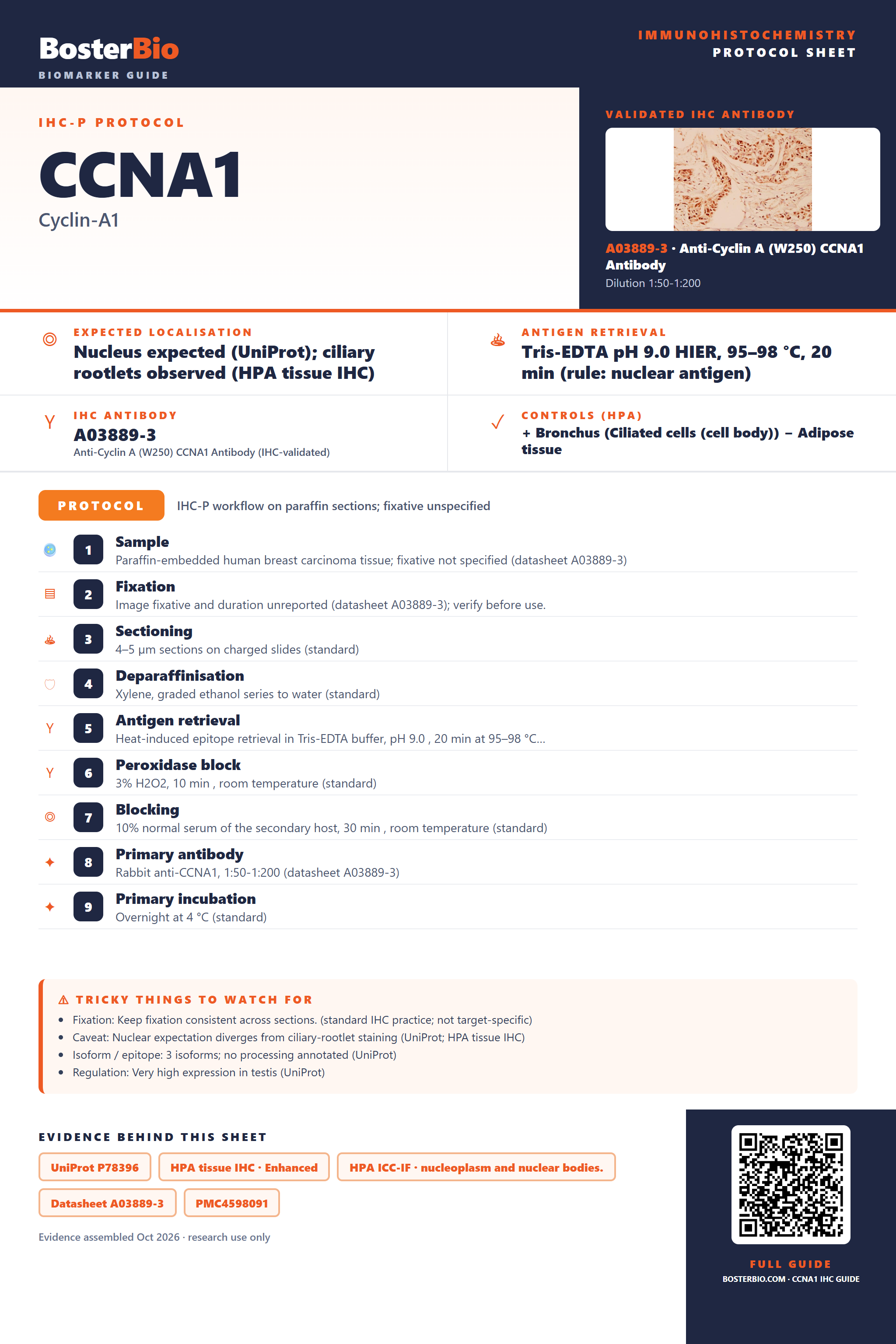 Immunohistochemistry protocol sheet for CCNA1 (IHC for CCNA1): expected localisation Nucleus expected (UniProt); ciliary rootlets observed (HPA tissue IHC), antibody A03889-3, validated IHC image, and IHC protocol steps