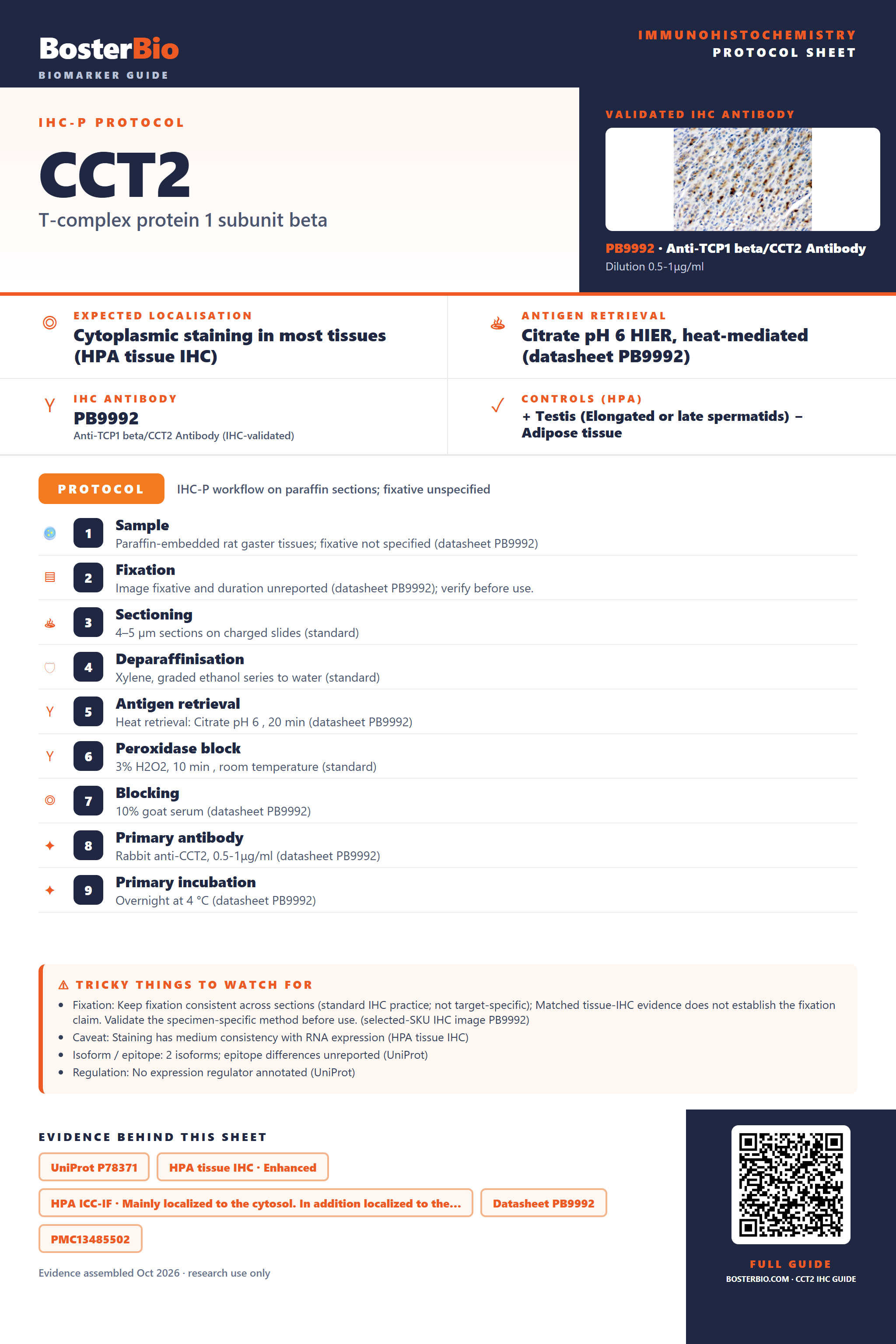 Immunohistochemistry protocol sheet for CCT2 (IHC for CCT2): expected localisation Cytoplasmic staining in most tissues (HPA tissue IHC), antibody PB9992, validated IHC image, and IHC protocol steps