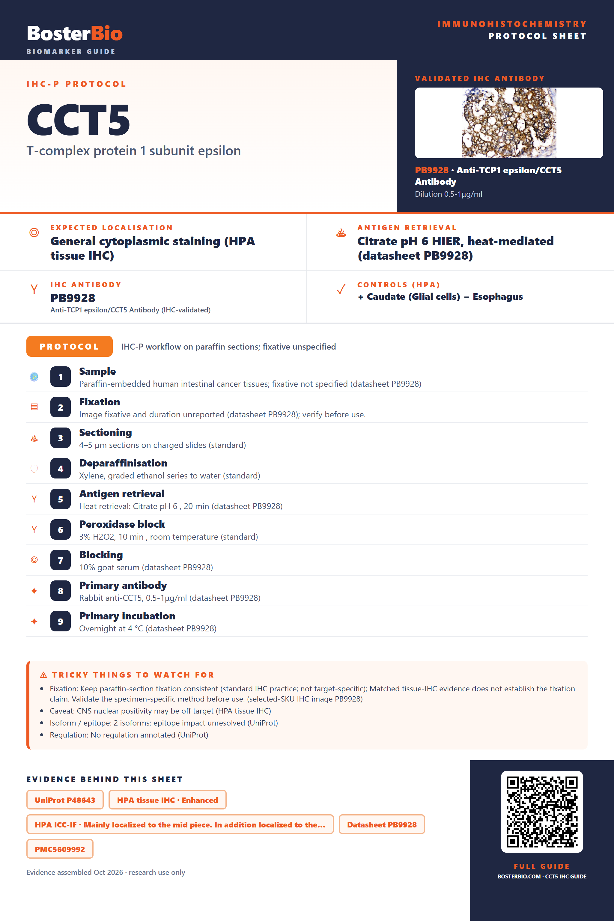 Immunohistochemistry protocol sheet for CCT5 (IHC for CCT5): expected localisation General cytoplasmic staining (HPA tissue IHC), antibody PB9928, validated IHC image, and IHC protocol steps
