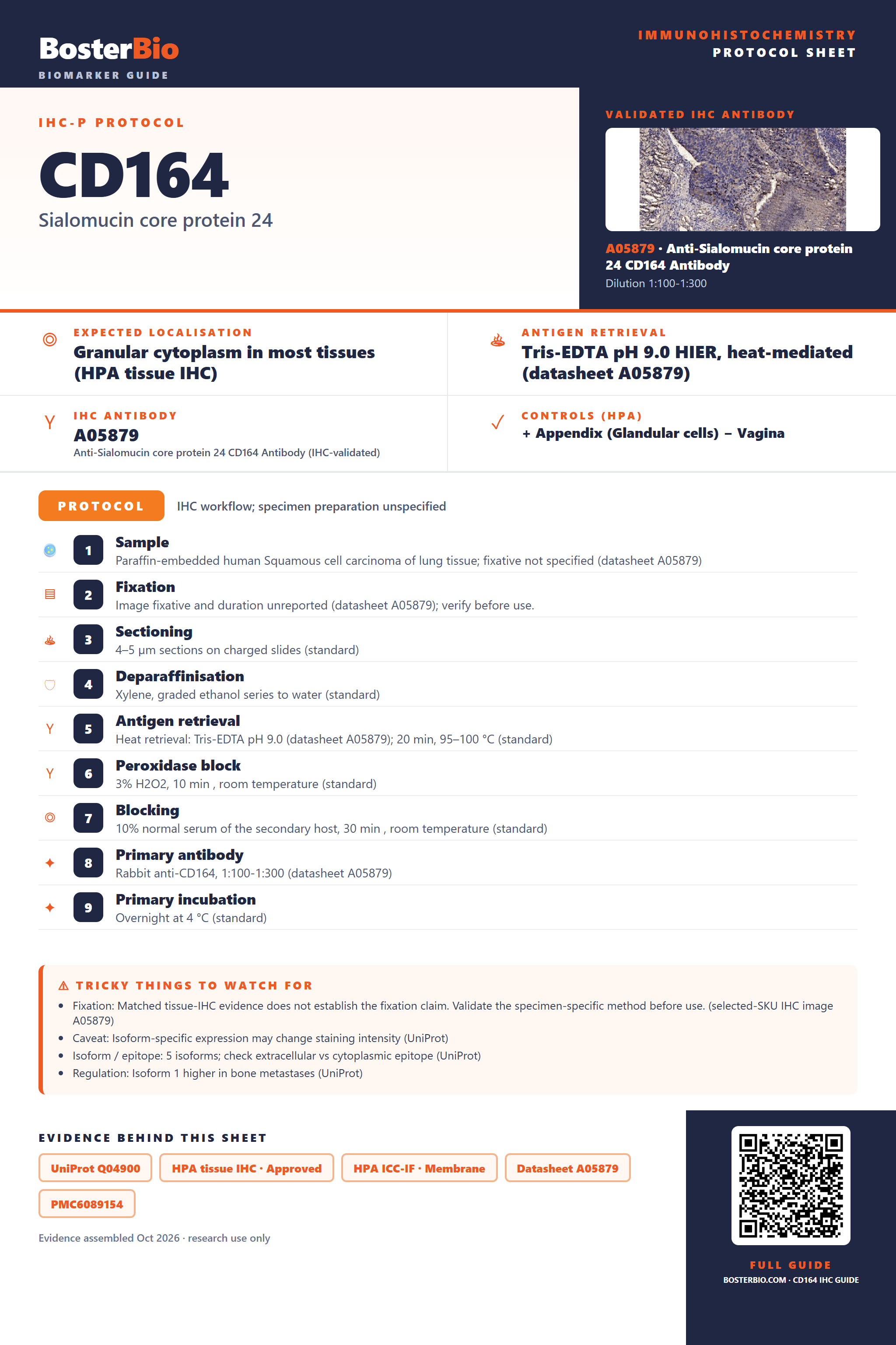 Immunohistochemistry protocol sheet for CD164 (IHC for CD164): expected localisation Granular cytoplasm in most tissues (HPA tissue IHC), antibody A05879, validated IHC image, and IHC protocol steps