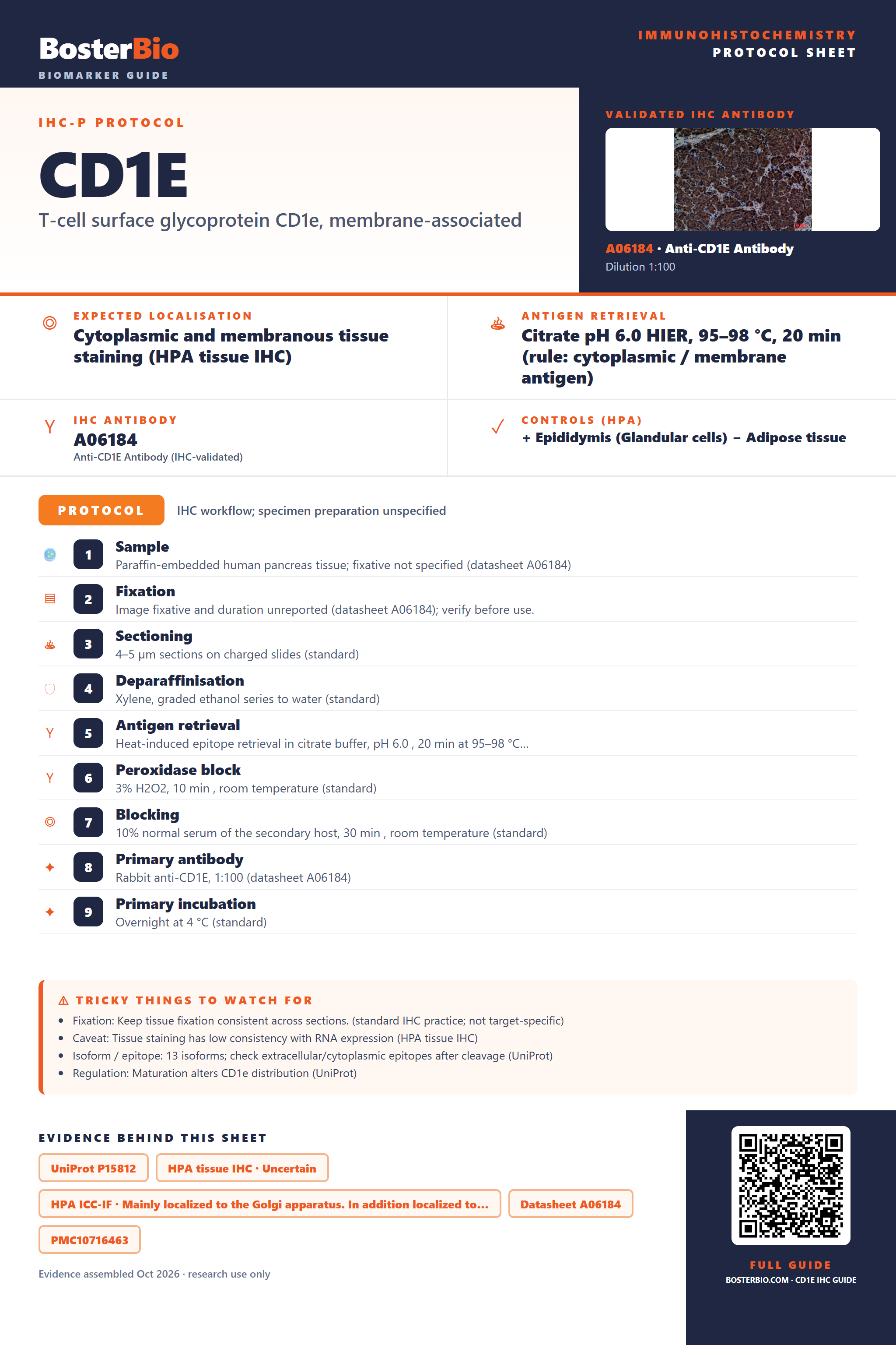 Immunohistochemistry protocol sheet for CD1E (IHC for CD1E): expected localisation Cytoplasmic and membranous tissue staining (HPA tissue IHC), antibody A06184, validated IHC image, and IHC protocol steps
