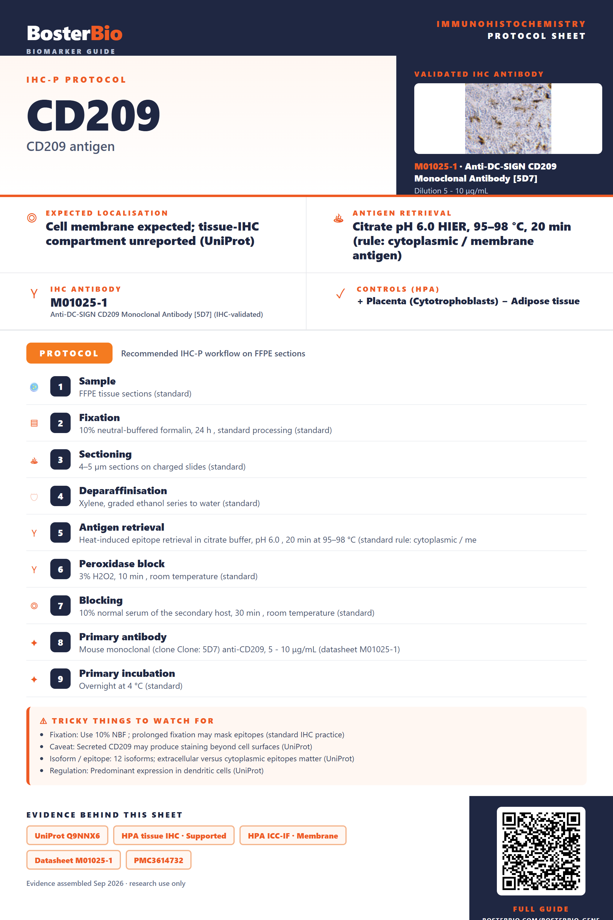 Immunohistochemistry protocol sheet for CD209 (IHC for CD209): expected localisation Cell membrane expected; tissue-IHC compartment unreported (UniProt), antibody M01025-1, validated IHC image, and IHC protocol steps