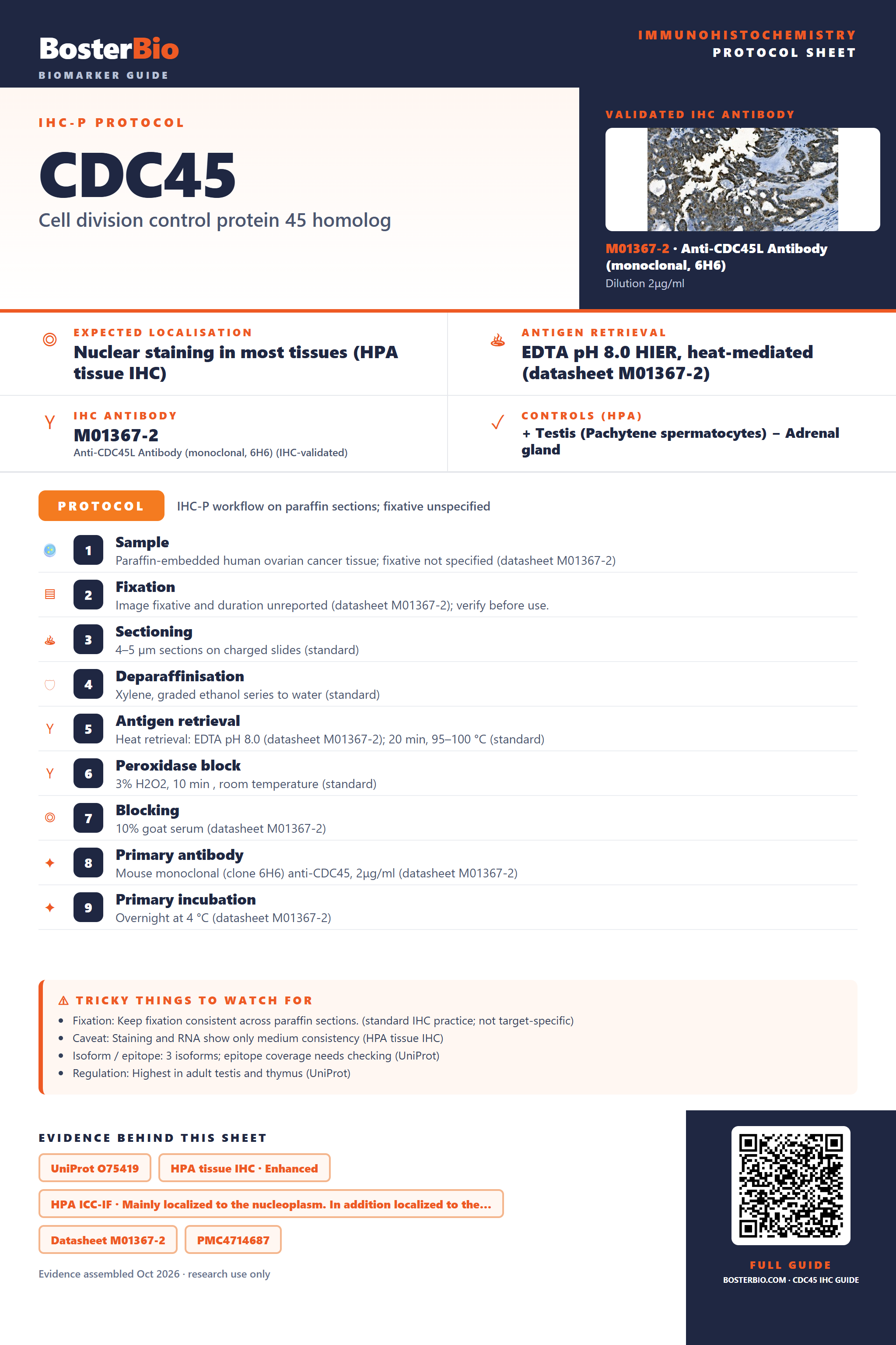 Immunohistochemistry protocol sheet for CDC45 (IHC for CDC45): expected localisation Nuclear staining in most tissues (HPA tissue IHC), antibody M01367-2, validated IHC image, and IHC protocol steps