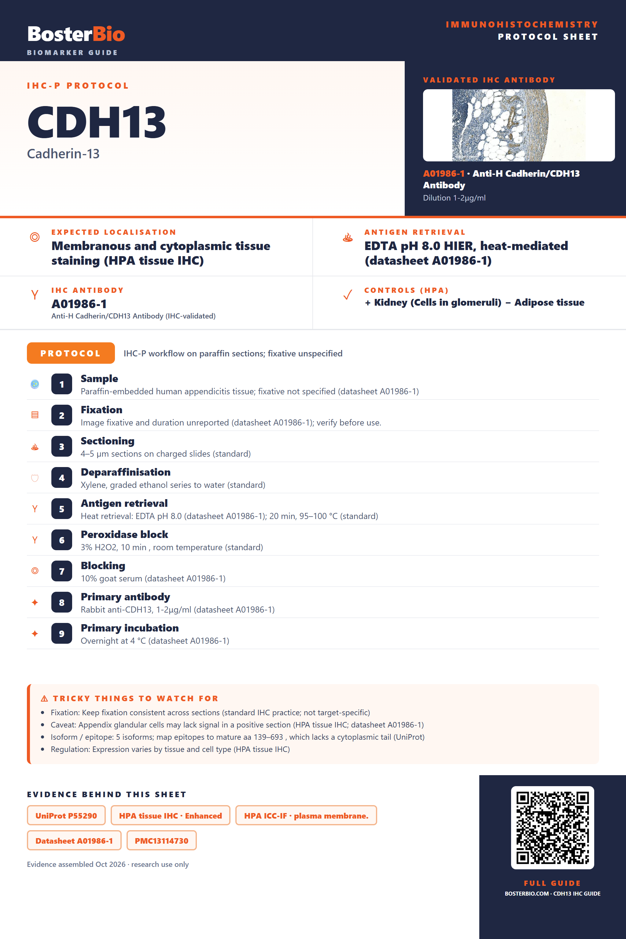 Immunohistochemistry protocol sheet for CDH13 (IHC for CDH13): expected localisation Membranous and cytoplasmic tissue staining (HPA tissue IHC), antibody A01986-1, validated IHC image, and IHC protocol steps