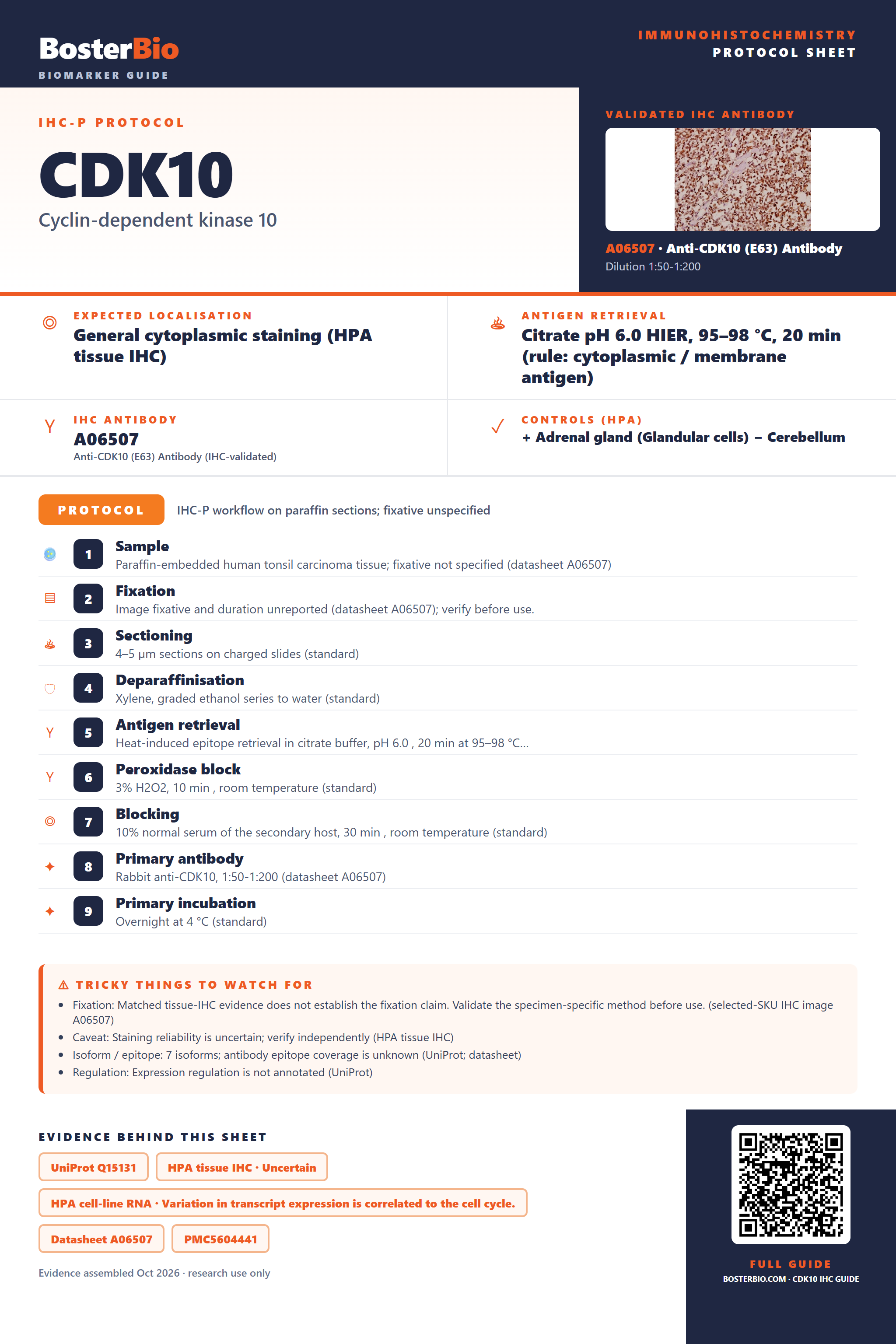 Immunohistochemistry protocol sheet for CDK10 (IHC for CDK10): expected localisation General cytoplasmic staining (HPA tissue IHC), antibody A06507, validated IHC image, and IHC protocol steps