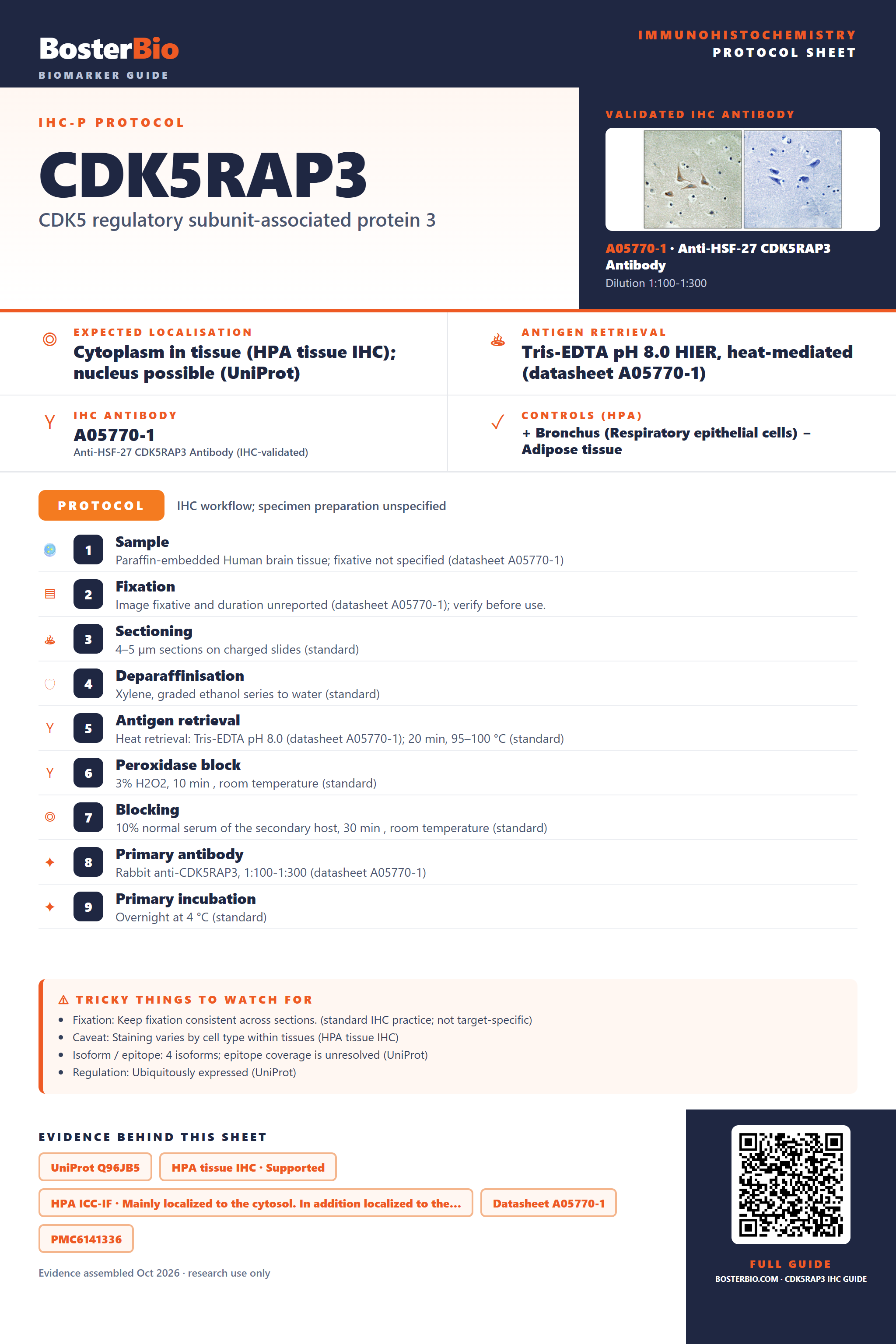 Immunohistochemistry protocol sheet for CDK5RAP3 (IHC for CDK5RAP3): expected localisation Cytoplasm in tissue (HPA tissue IHC); nucleus possible (UniProt), antibody A05770-1, validated IHC image, and IHC protocol steps