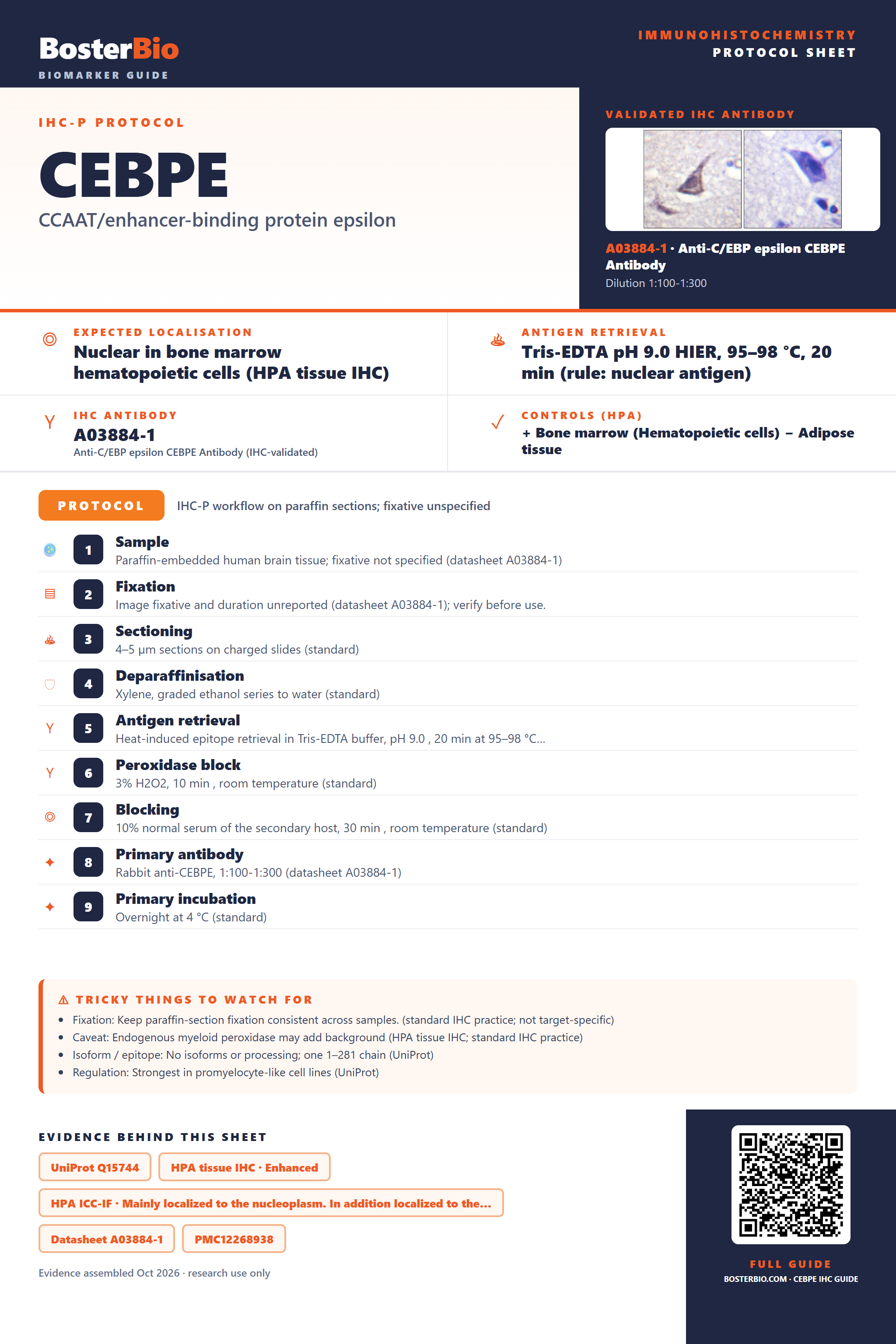 Immunohistochemistry protocol sheet for CEBPE (IHC for CEBPE): expected localisation Nuclear in bone marrow hematopoietic cells (HPA tissue IHC), antibody A03884-1, validated IHC image, and IHC protocol steps