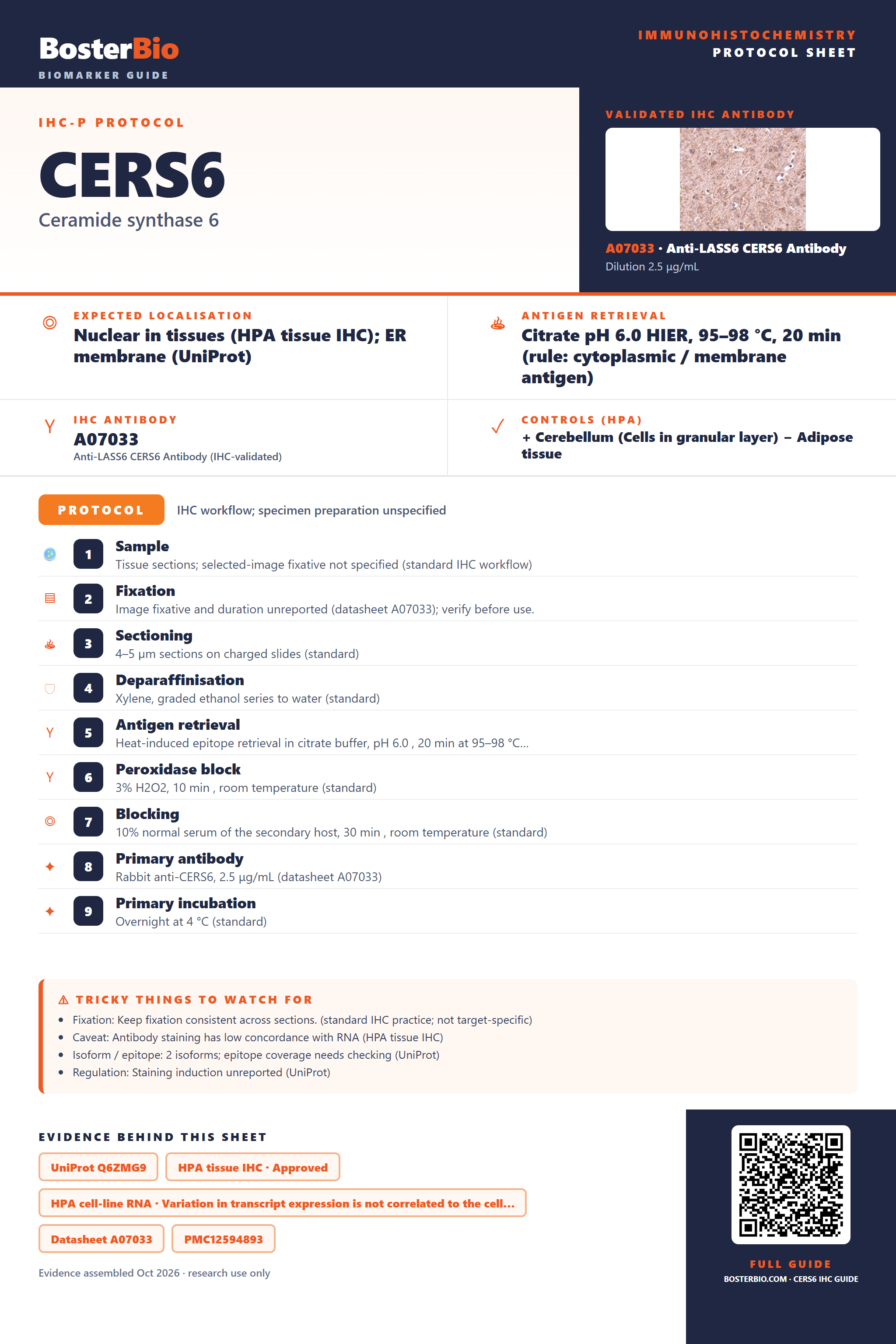 Immunohistochemistry protocol sheet for CERS6 (IHC for CERS6): expected localisation Nuclear in tissues (HPA tissue IHC); ER membrane (UniProt), antibody A07033, validated IHC image, and IHC protocol steps