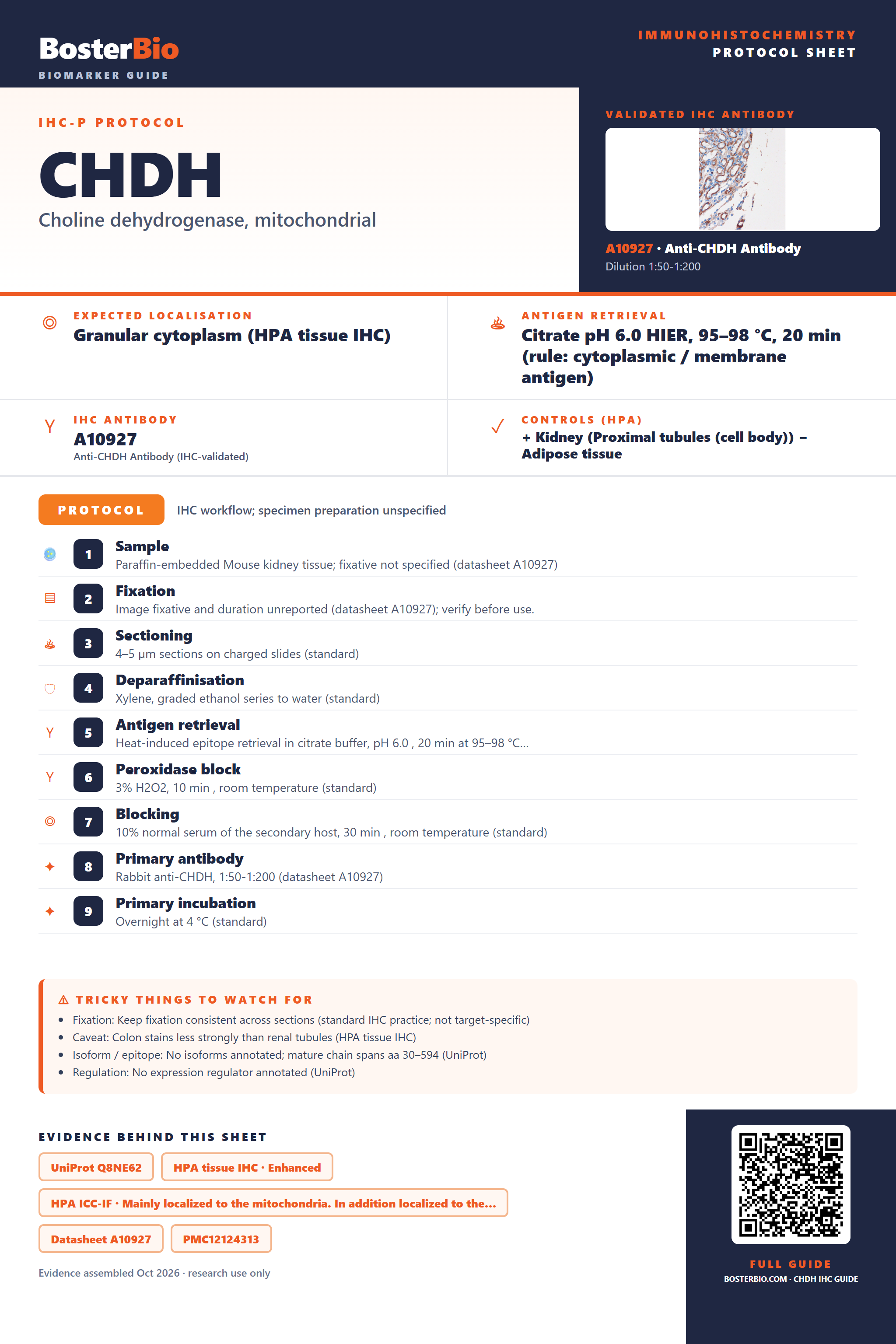 Immunohistochemistry protocol sheet for CHDH (IHC for CHDH): expected localisation Granular cytoplasm (HPA tissue IHC), antibody A10927, validated IHC image, and IHC protocol steps
