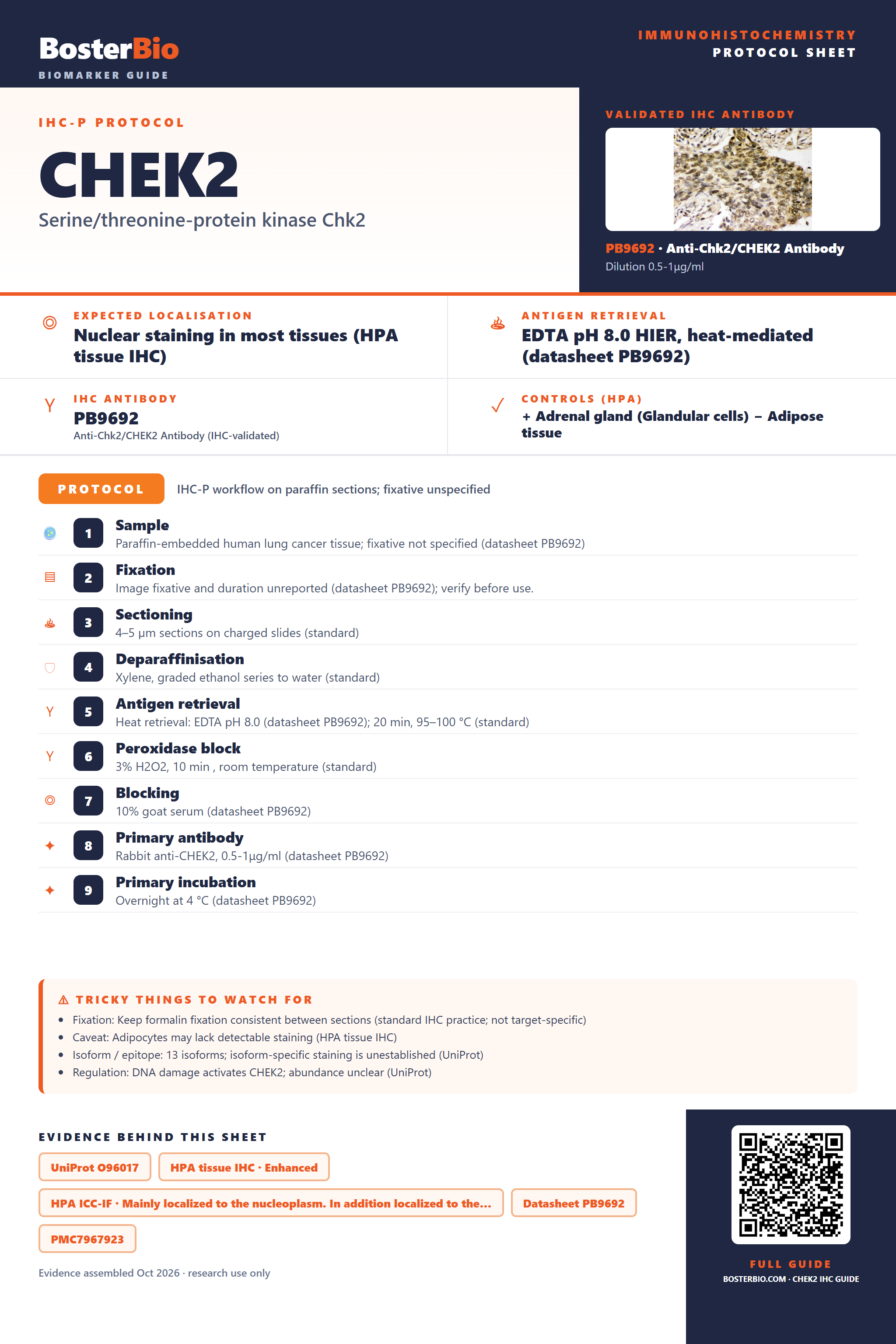 Immunohistochemistry protocol sheet for CHEK2 (IHC for CHEK2): expected localisation Nuclear staining in most tissues (HPA tissue IHC), antibody PB9692, validated IHC image, and IHC protocol steps