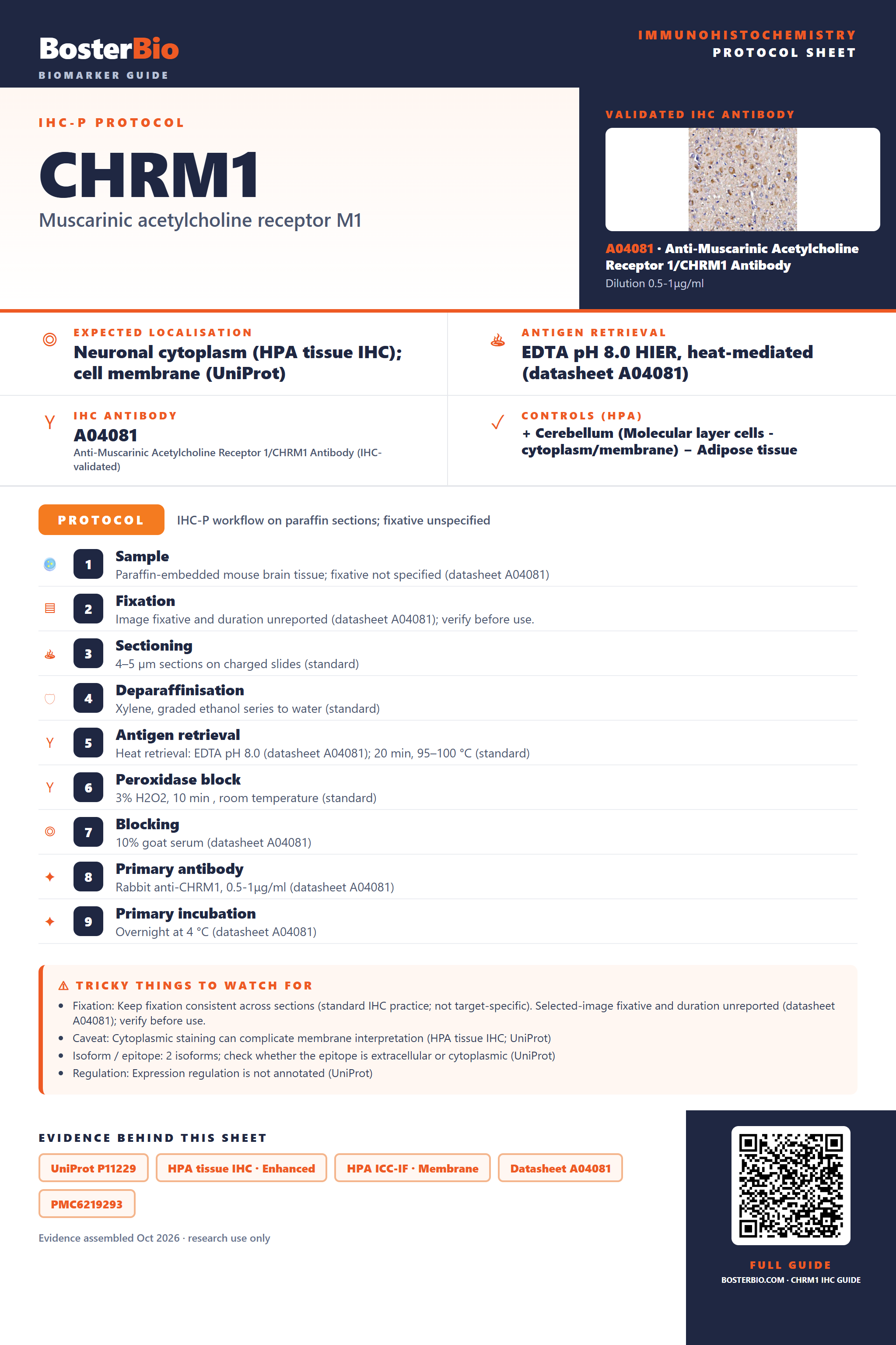 Immunohistochemistry protocol sheet for CHRM1 (IHC for CHRM1): expected localisation Neuronal cytoplasm (HPA tissue IHC); cell membrane (UniProt), antibody A04081, validated IHC image, and IHC protocol steps