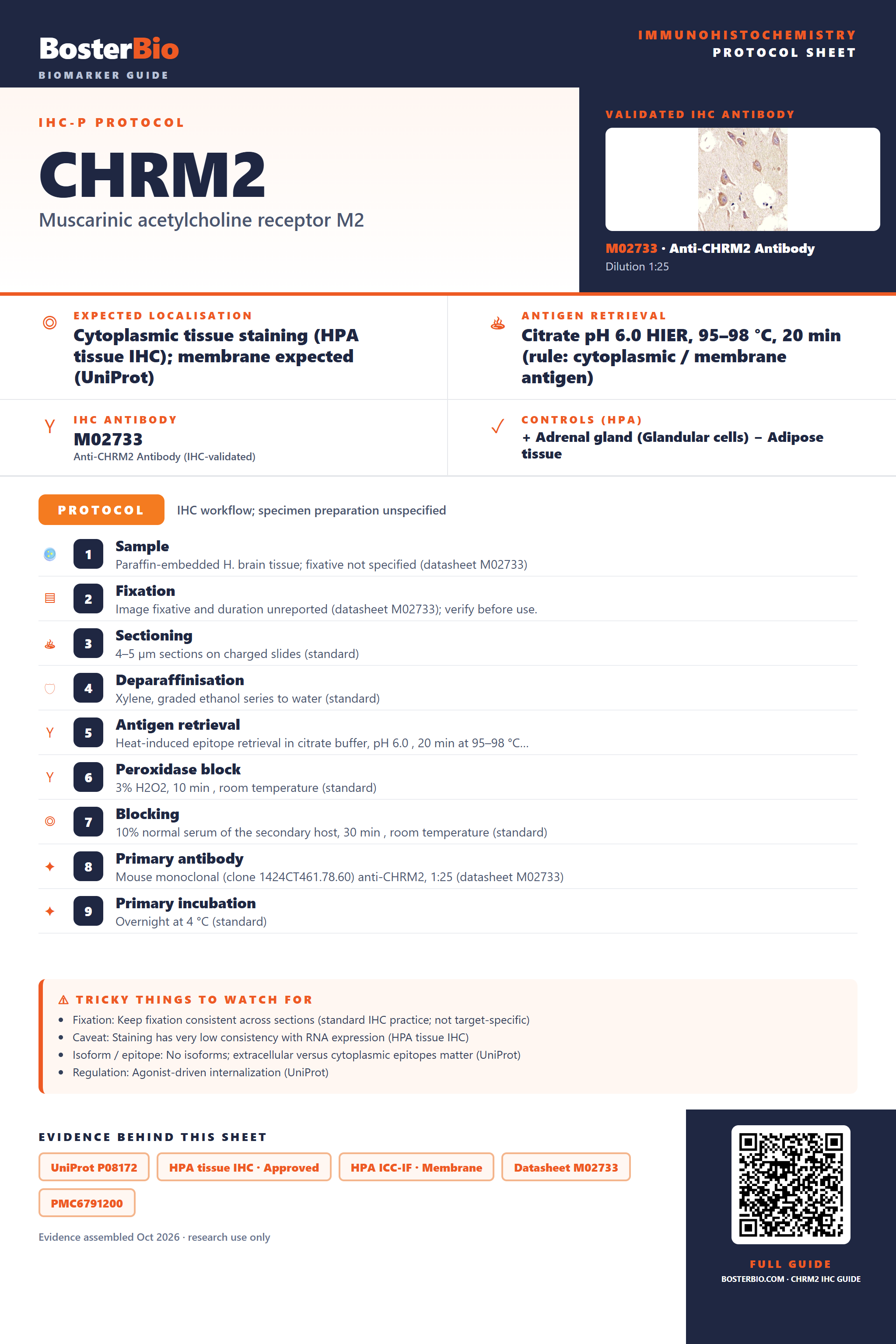 Immunohistochemistry protocol sheet for CHRM2 (IHC for CHRM2): expected localisation Cytoplasmic tissue staining (HPA tissue IHC); membrane expected (UniProt), antibody M02733, validated IHC image, and IHC protocol steps