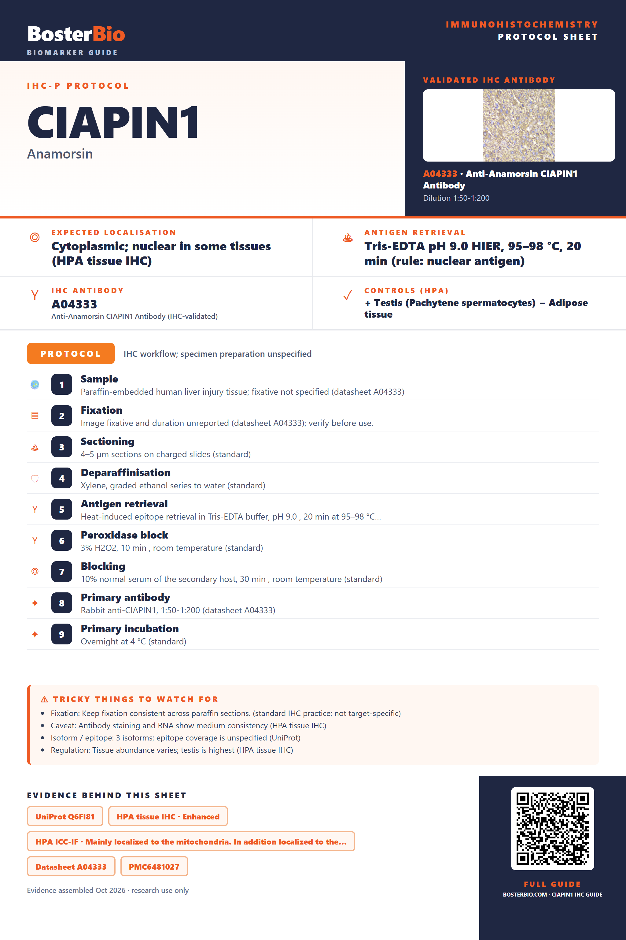 Immunohistochemistry protocol sheet for CIAPIN1 (IHC for CIAPIN1): expected localisation Cytoplasmic; nuclear in some tissues (HPA tissue IHC), antibody A04333, validated IHC image, and IHC protocol steps