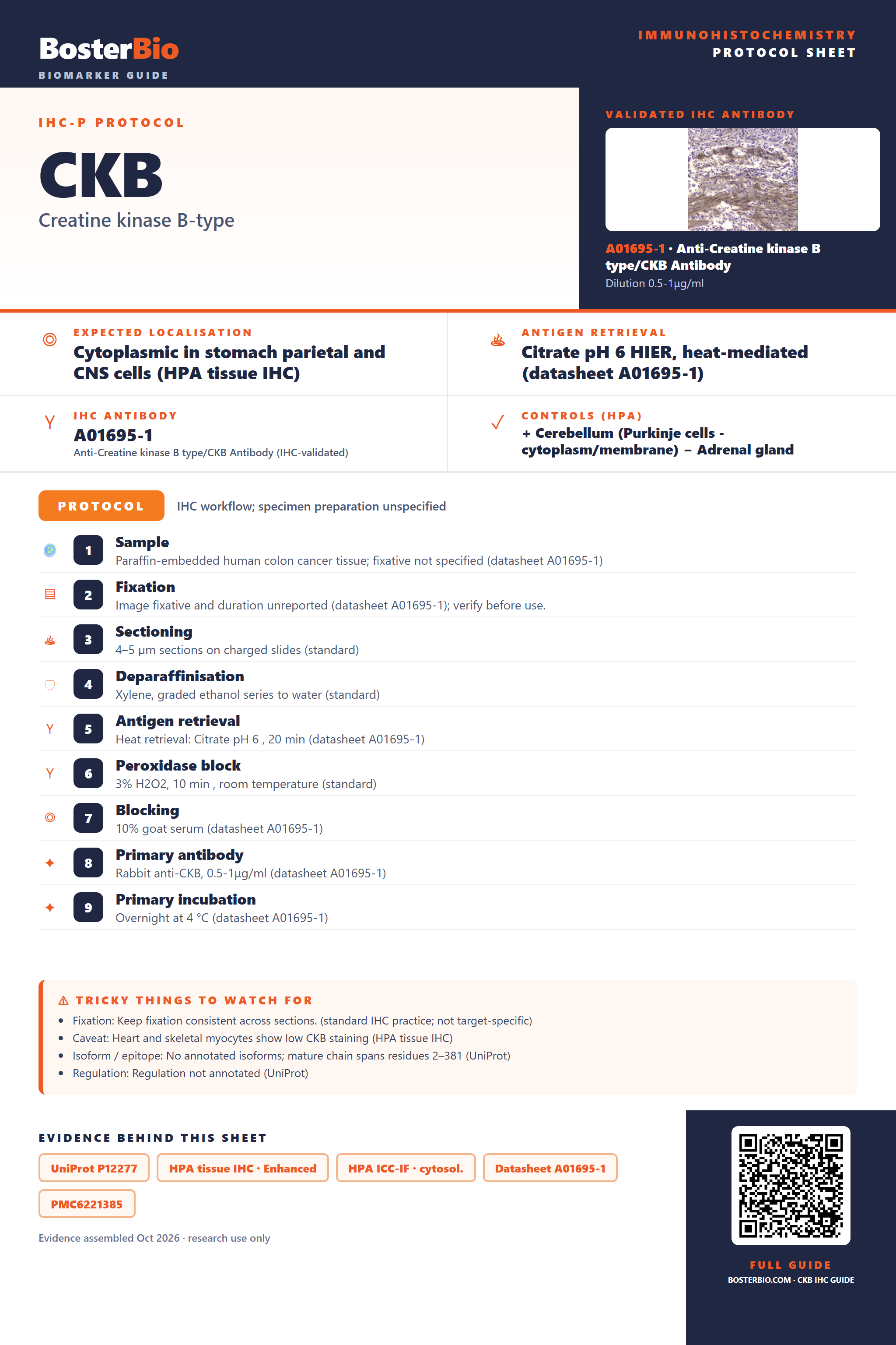 Immunohistochemistry protocol sheet for CKB (IHC for CKB): expected localisation Cytoplasmic in stomach parietal and CNS cells (HPA tissue IHC), antibody A01695-1, validated IHC image, and IHC protocol steps