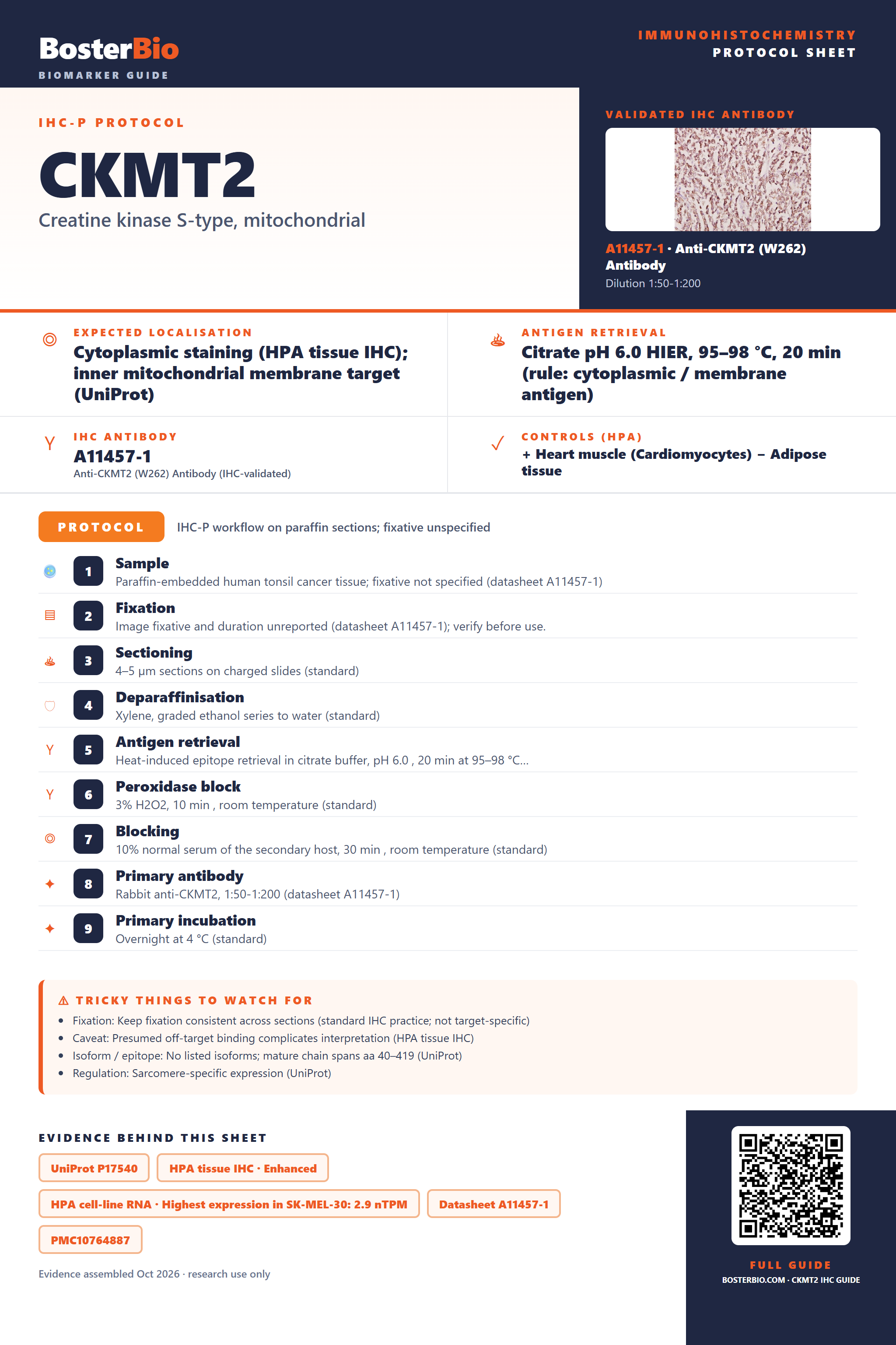 Immunohistochemistry protocol sheet for CKMT2 (IHC for CKMT2): expected localisation Cytoplasmic staining (HPA tissue IHC); inner mitochondrial membrane target (UniProt), antibody A11457-1, validated IHC image, and IHC protocol steps