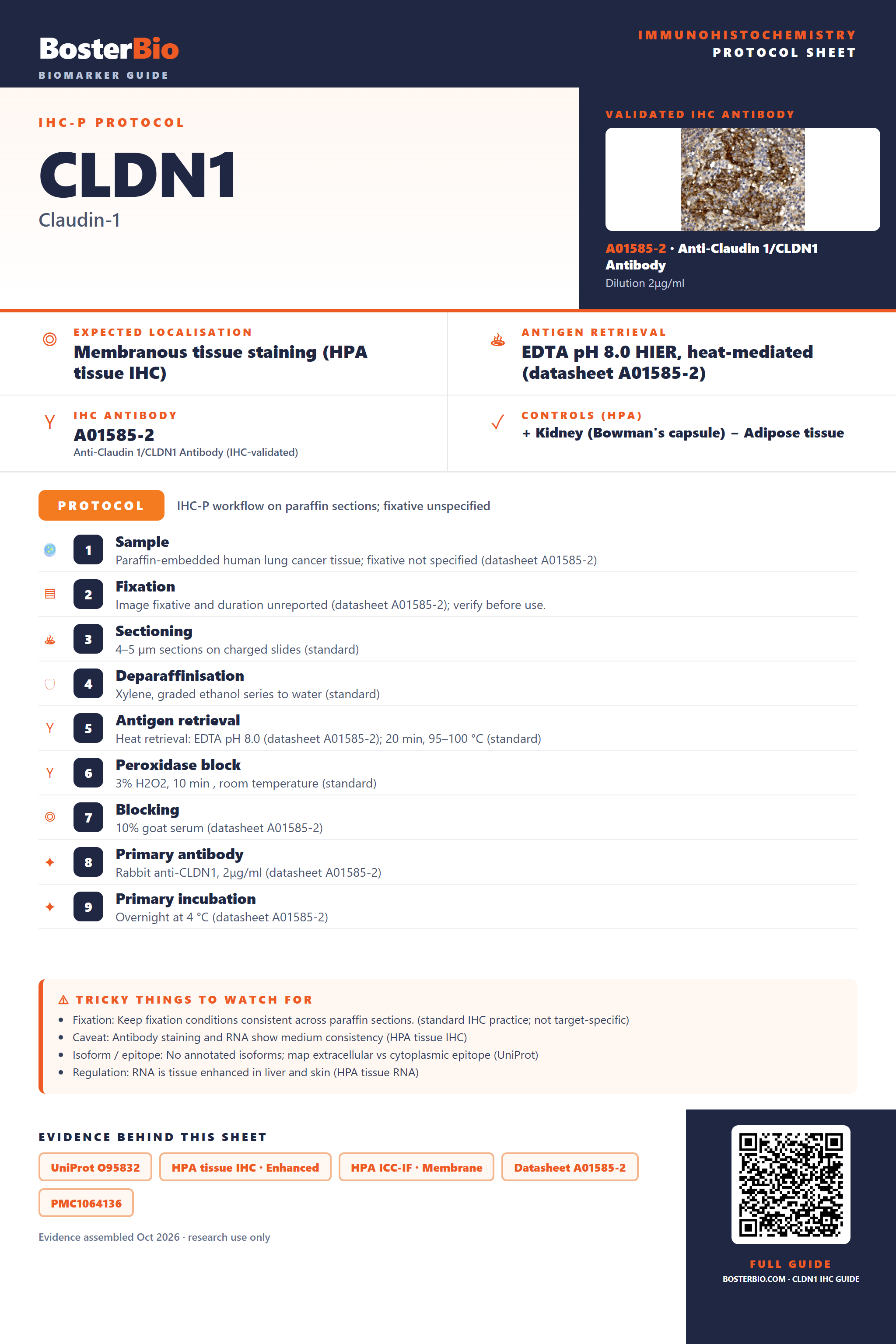 Immunohistochemistry protocol sheet for CLDN1 (IHC for CLDN1): expected localisation Membranous tissue staining (HPA tissue IHC), antibody A01585-2, validated IHC image, and IHC protocol steps