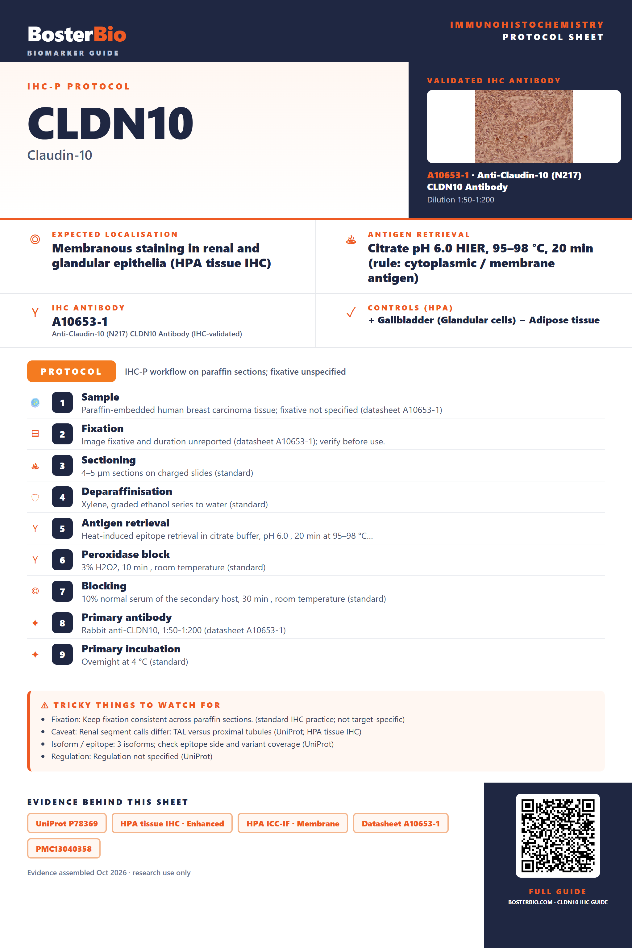 Immunohistochemistry protocol sheet for CLDN10 (IHC for CLDN10): expected localisation Membranous staining in renal and glandular epithelia (HPA tissue IHC), antibody A10653-1, validated IHC image, and IHC protocol steps