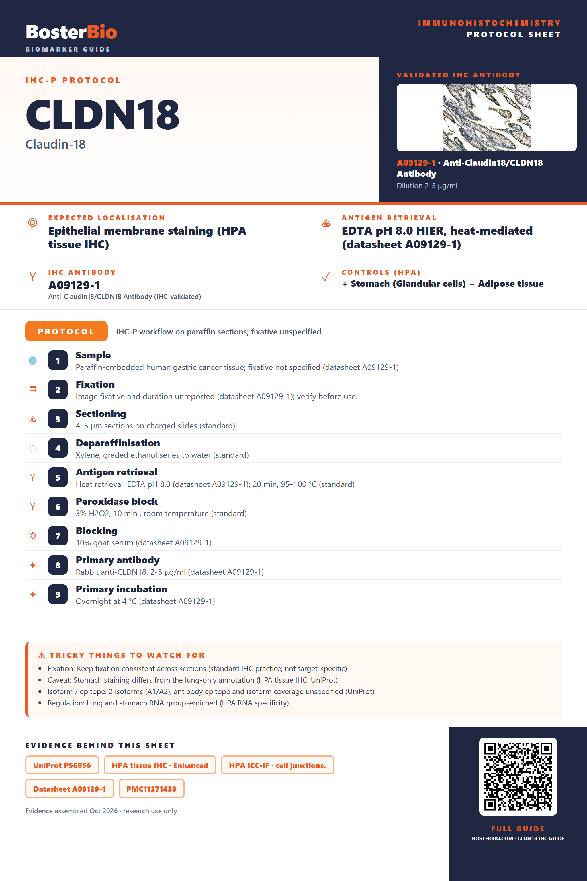 Immunohistochemistry protocol sheet for CLDN18 (IHC for CLDN18): expected localisation Epithelial membrane staining (HPA tissue IHC), antibody A09129-1, validated IHC image, and IHC protocol steps