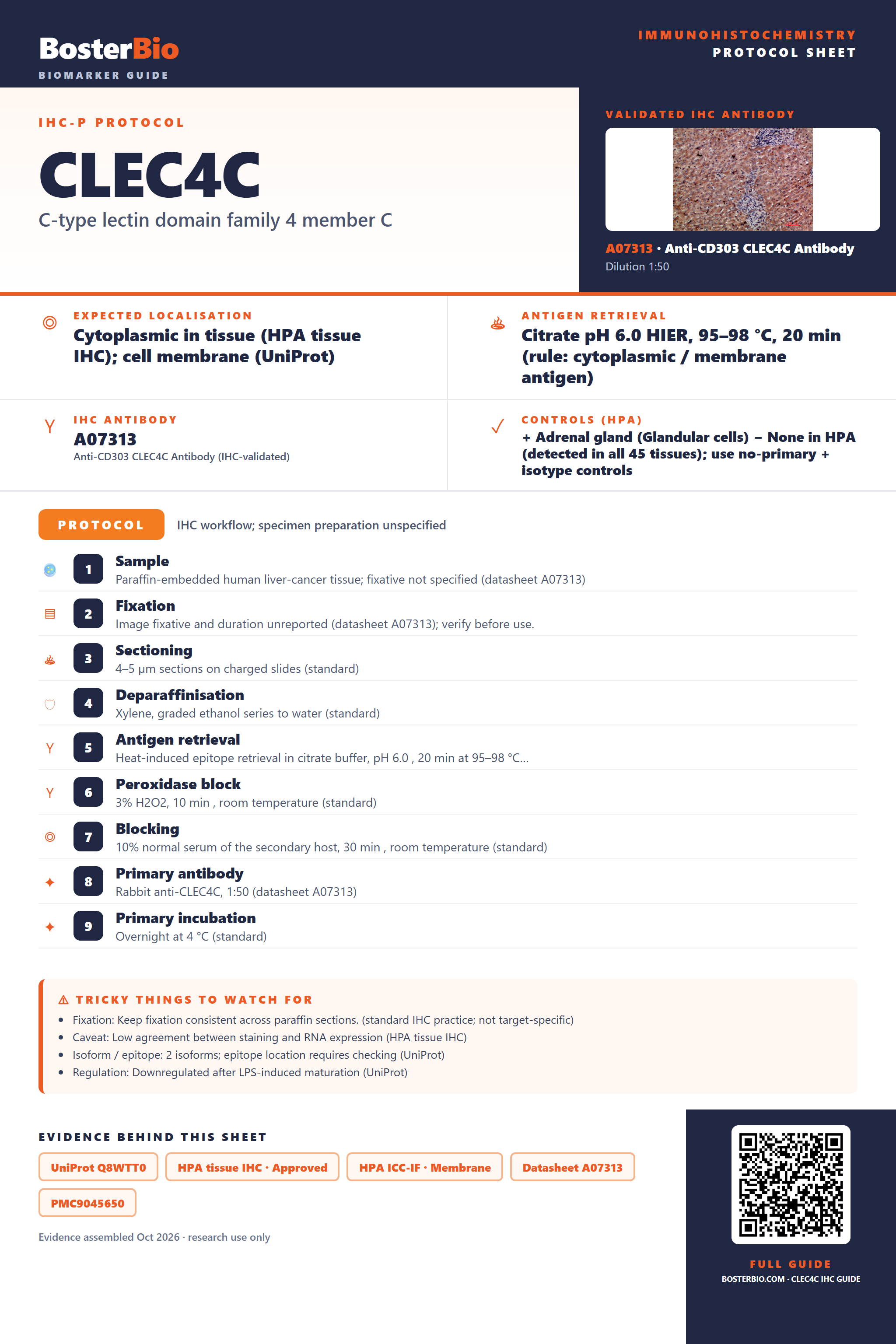 Immunohistochemistry protocol sheet for CLEC4C (IHC for CLEC4C): expected localisation Cytoplasmic in tissue (HPA tissue IHC); cell membrane (UniProt), antibody A07313, validated IHC image, and IHC protocol steps