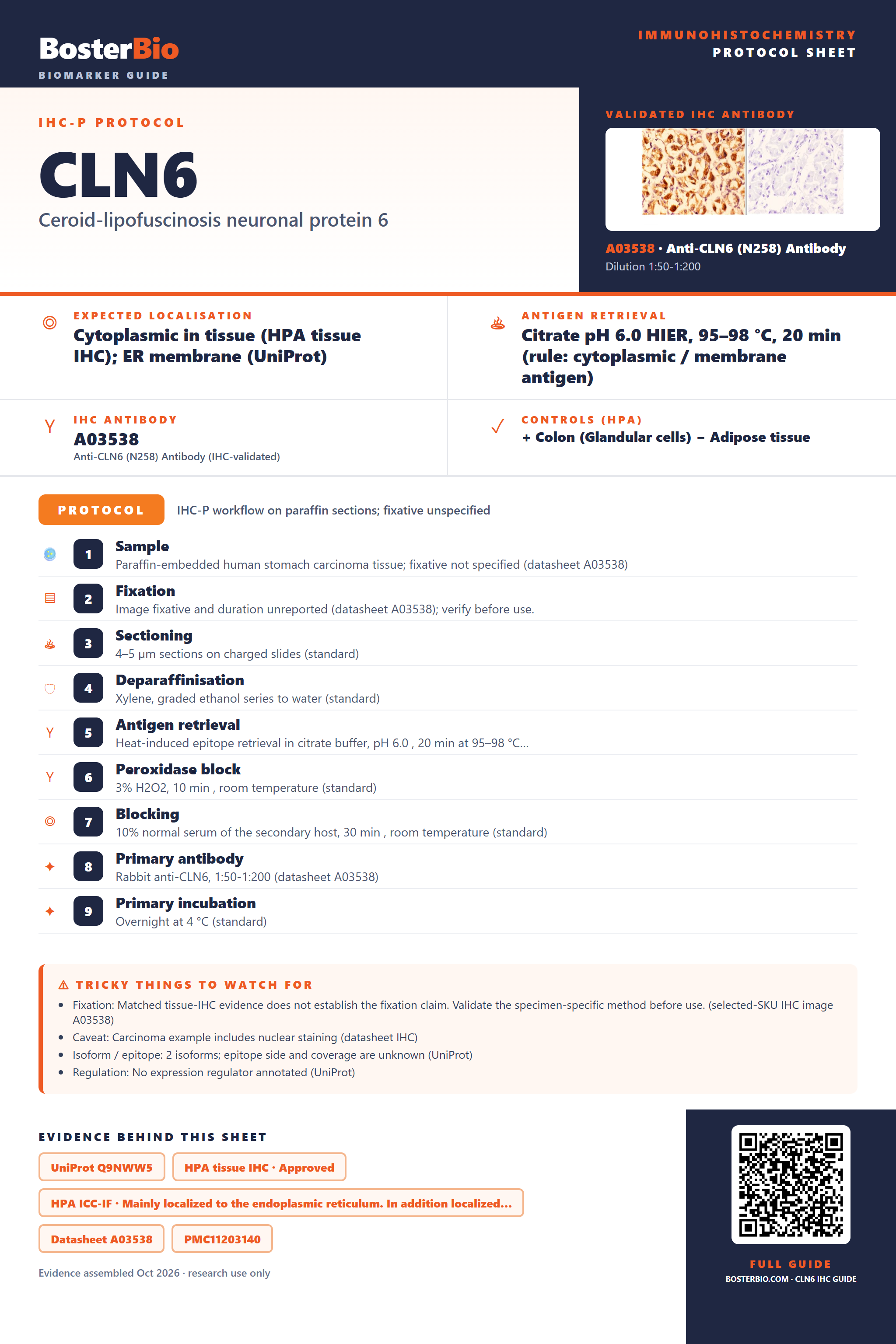 Immunohistochemistry protocol sheet for CLN6 (IHC for CLN6): expected localisation Cytoplasmic in tissue (HPA tissue IHC); ER membrane (UniProt), antibody A03538, validated IHC image, and IHC protocol steps