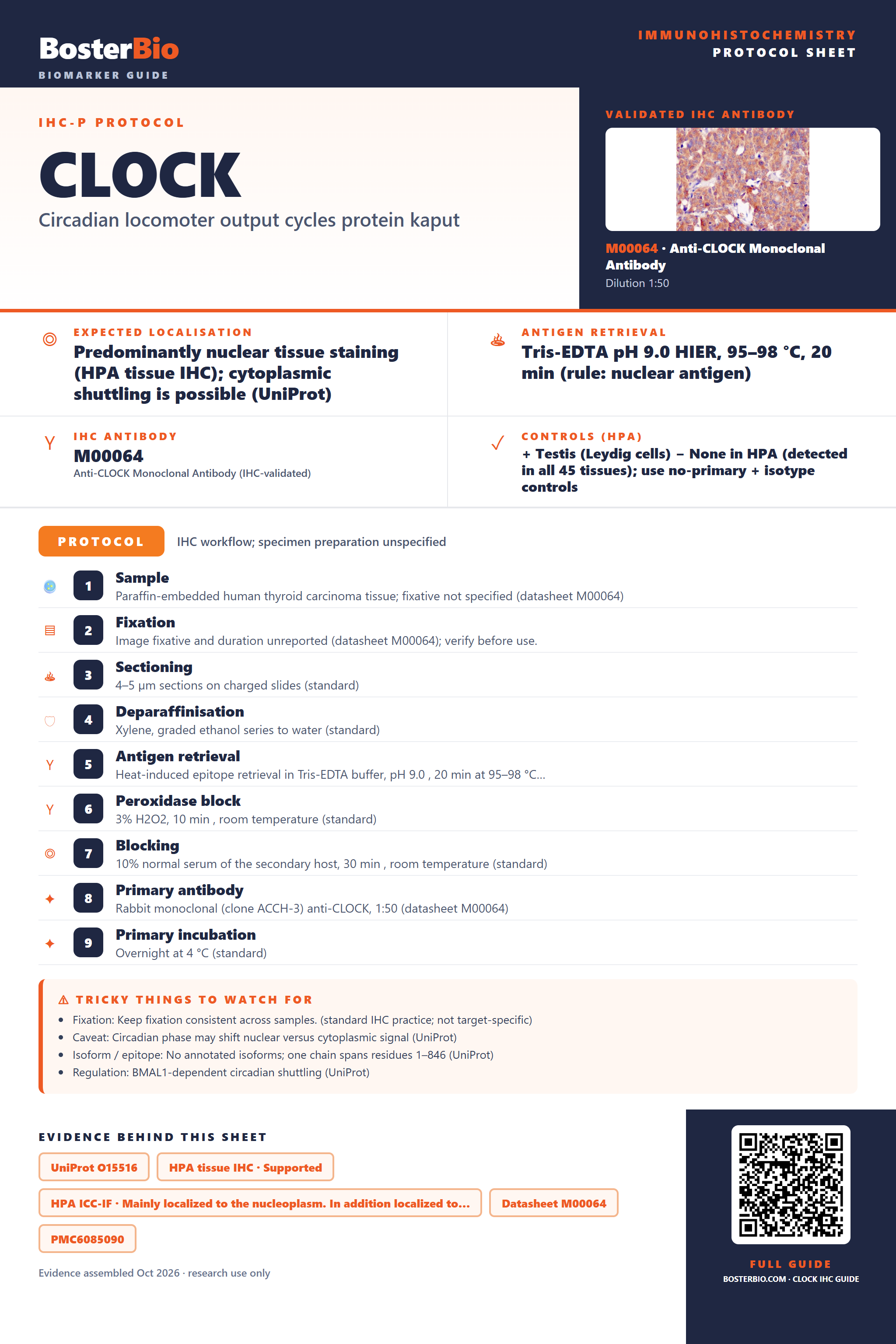 Immunohistochemistry protocol sheet for CLOCK (IHC for CLOCK): expected localisation Predominantly nuclear tissue staining (HPA tissue IHC); cytoplasmic shuttling is possible (UniProt), antibody M00064, validated IHC image, and IHC protocol steps