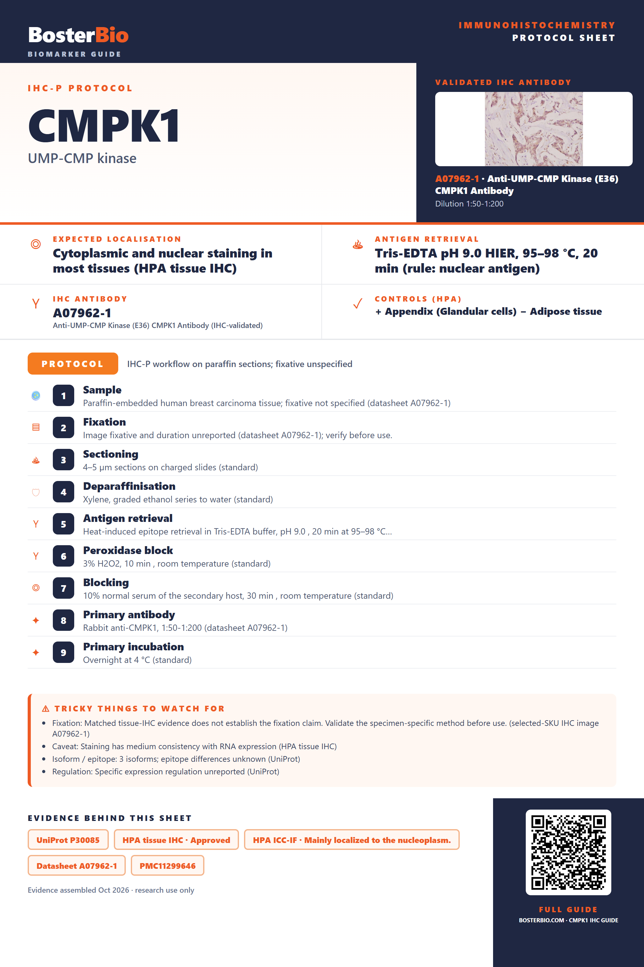 Immunohistochemistry protocol sheet for CMPK1 (IHC for CMPK1): expected localisation Cytoplasmic and nuclear staining in most tissues (HPA tissue IHC), antibody A07962-1, validated IHC image, and IHC protocol steps