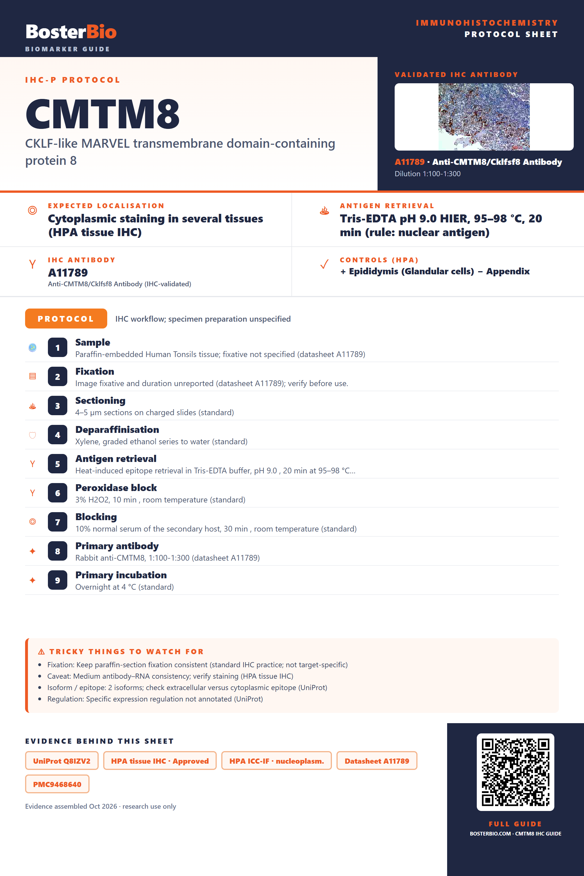 Immunohistochemistry protocol sheet for CMTM8 (IHC for CMTM8): expected localisation Cytoplasmic staining in several tissues (HPA tissue IHC), antibody A11789, validated IHC image, and IHC protocol steps