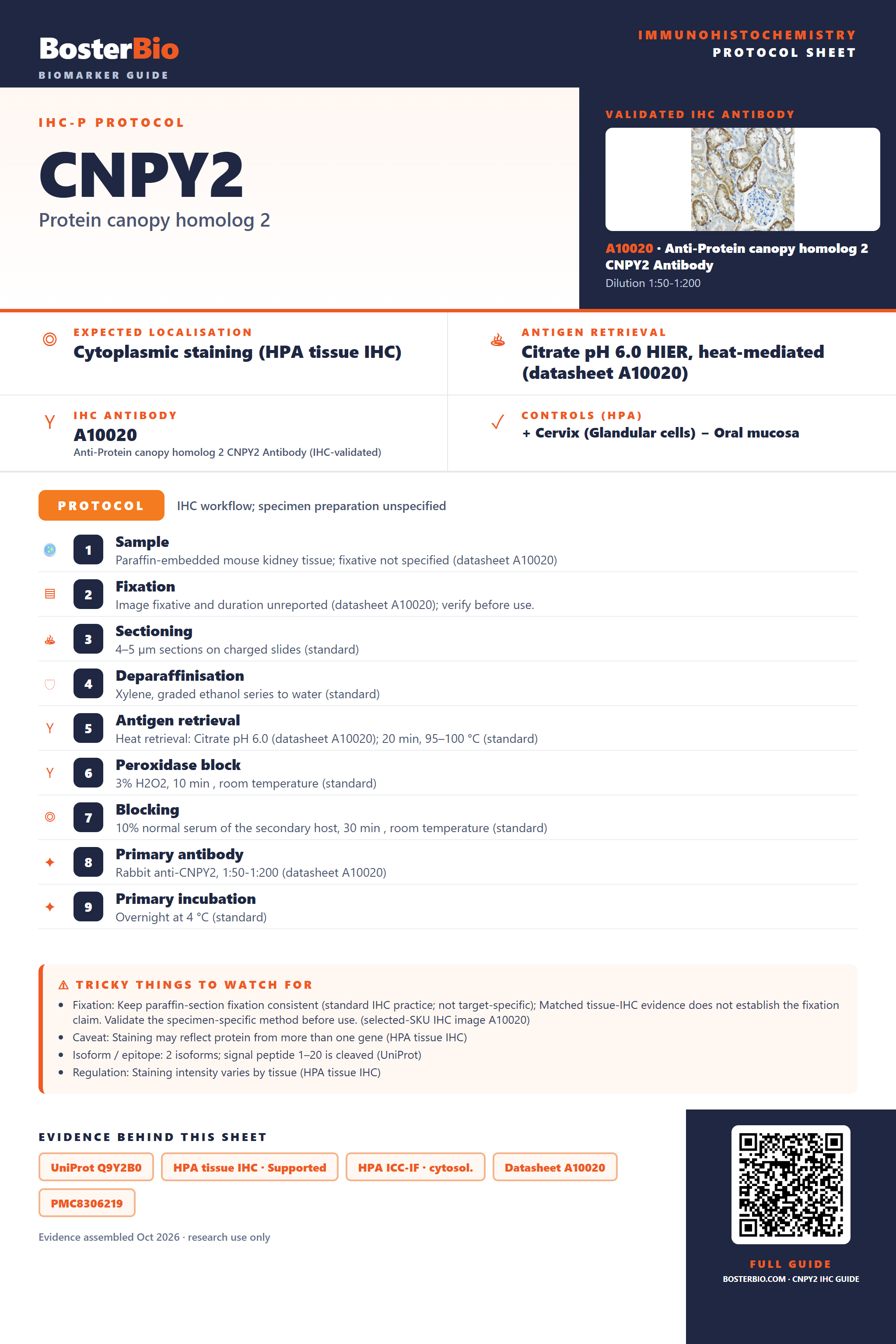 Immunohistochemistry protocol sheet for CNPY2 (IHC for CNPY2): expected localisation Cytoplasmic staining (HPA tissue IHC), antibody A10020, validated IHC image, and IHC protocol steps