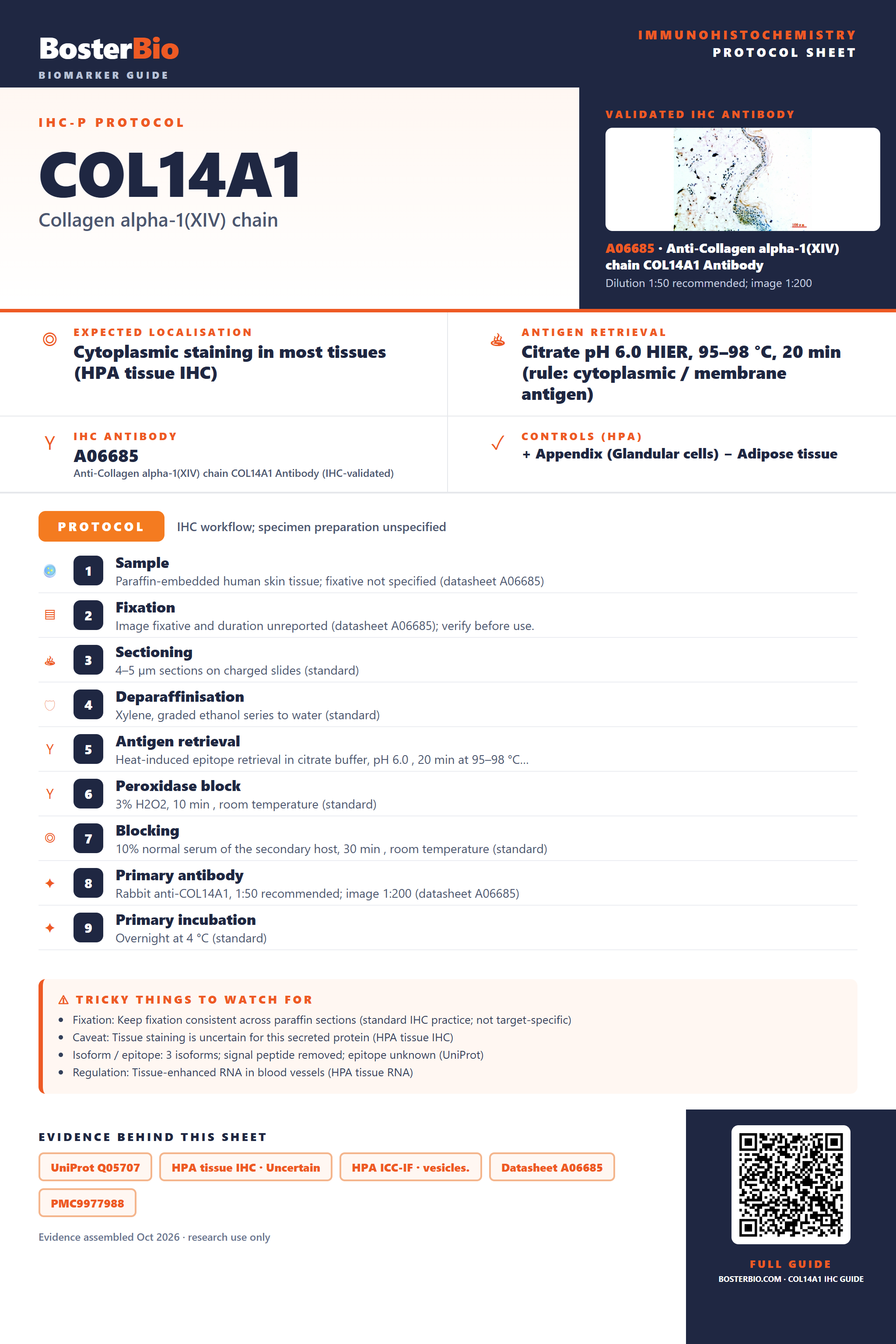 Immunohistochemistry protocol sheet for COL14A1 (IHC for COL14A1): expected localisation Cytoplasmic staining in most tissues (HPA tissue IHC), antibody A06685, validated IHC image, and IHC protocol steps