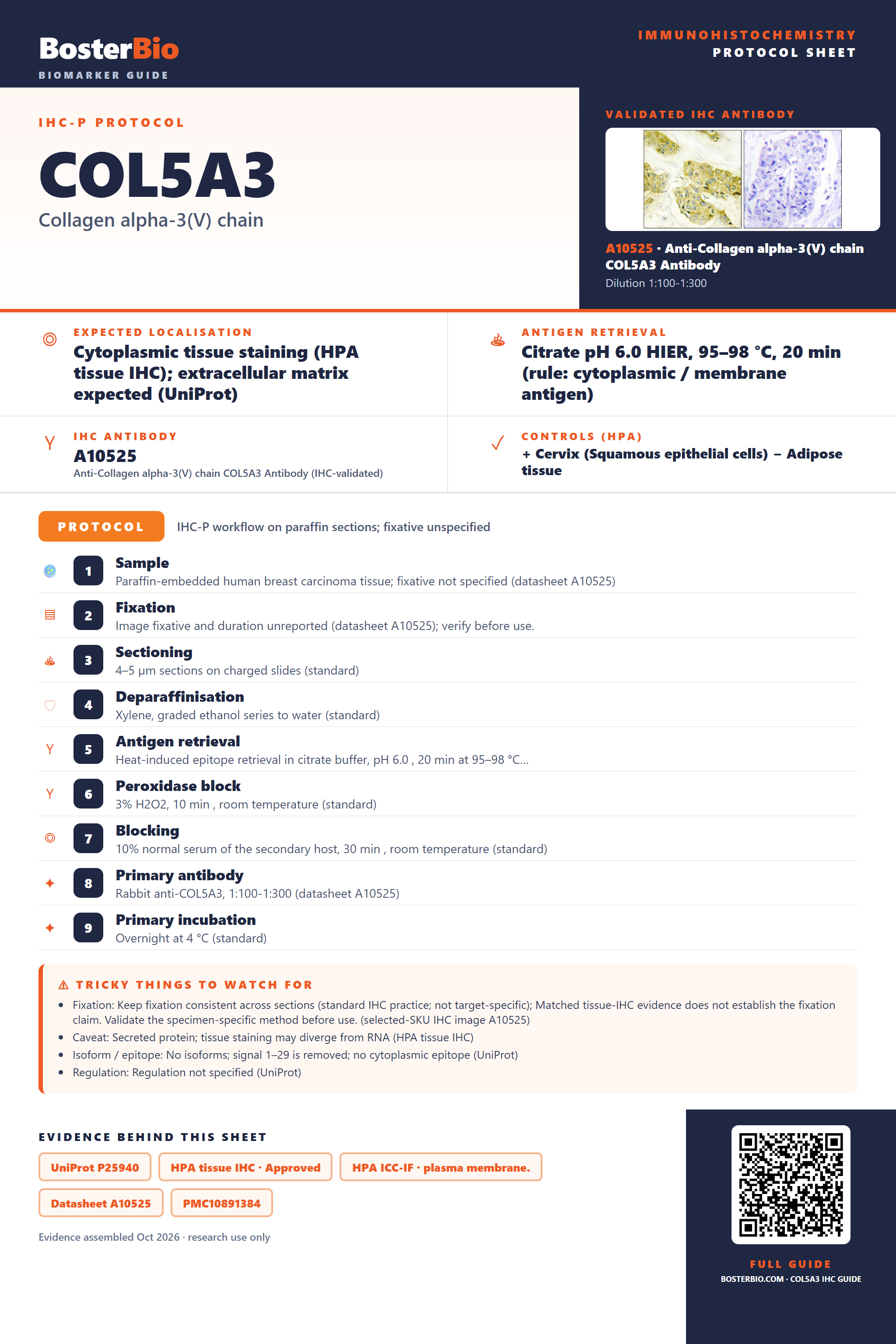 Immunohistochemistry protocol sheet for COL5A3 (IHC for COL5A3): expected localisation Cytoplasmic tissue staining (HPA tissue IHC); extracellular matrix expected (UniProt), antibody A10525, validated IHC image, and IHC protocol steps