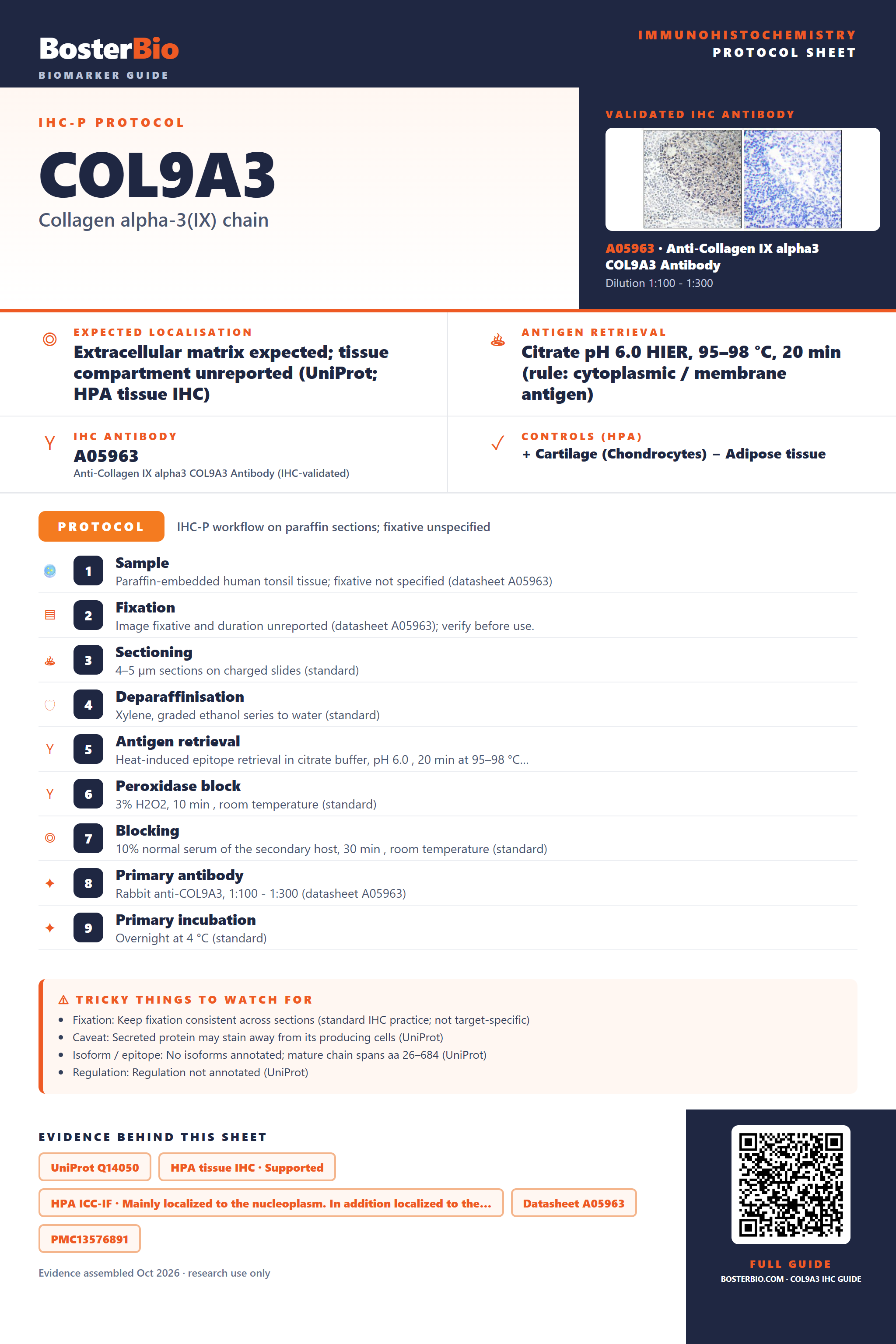 Immunohistochemistry protocol sheet for COL9A3 (IHC for COL9A3): expected localisation Extracellular matrix expected; tissue compartment unreported (UniProt; HPA tissue IHC), antibody A05963, validated IHC image, and IHC protocol steps