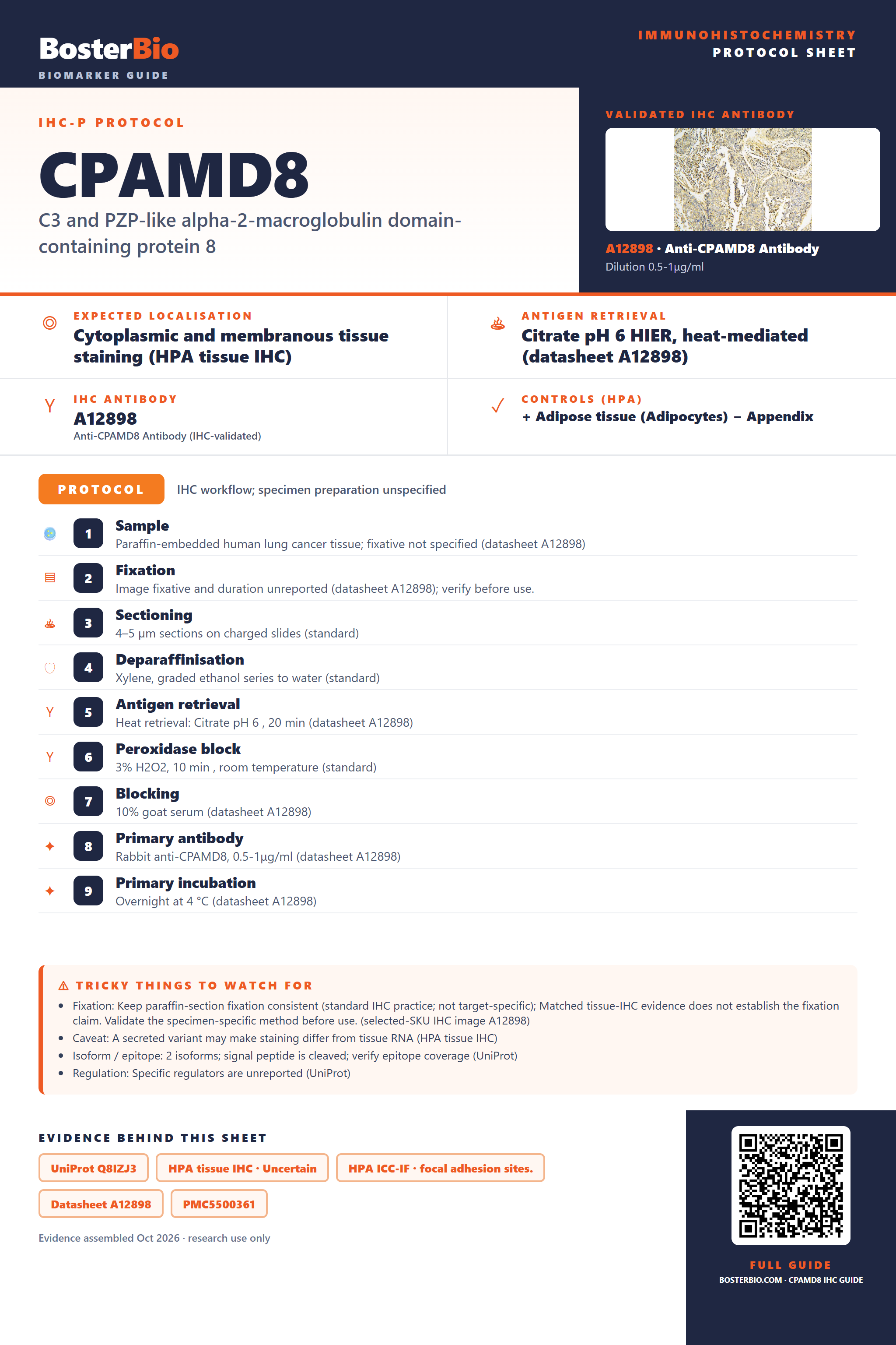Immunohistochemistry protocol sheet for CPAMD8 (IHC for CPAMD8): expected localisation Cytoplasmic and membranous tissue staining (HPA tissue IHC), antibody A12898, validated IHC image, and IHC protocol steps