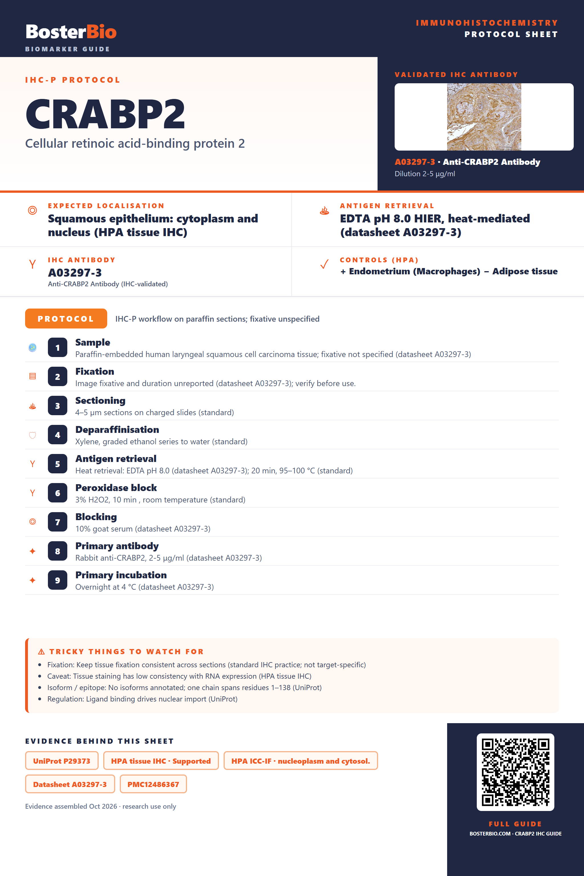 Immunohistochemistry protocol sheet for CRABP2 (IHC for CRABP2): expected localisation Squamous epithelium: cytoplasm and nucleus (HPA tissue IHC), antibody A03297-3, validated IHC image, and IHC protocol steps