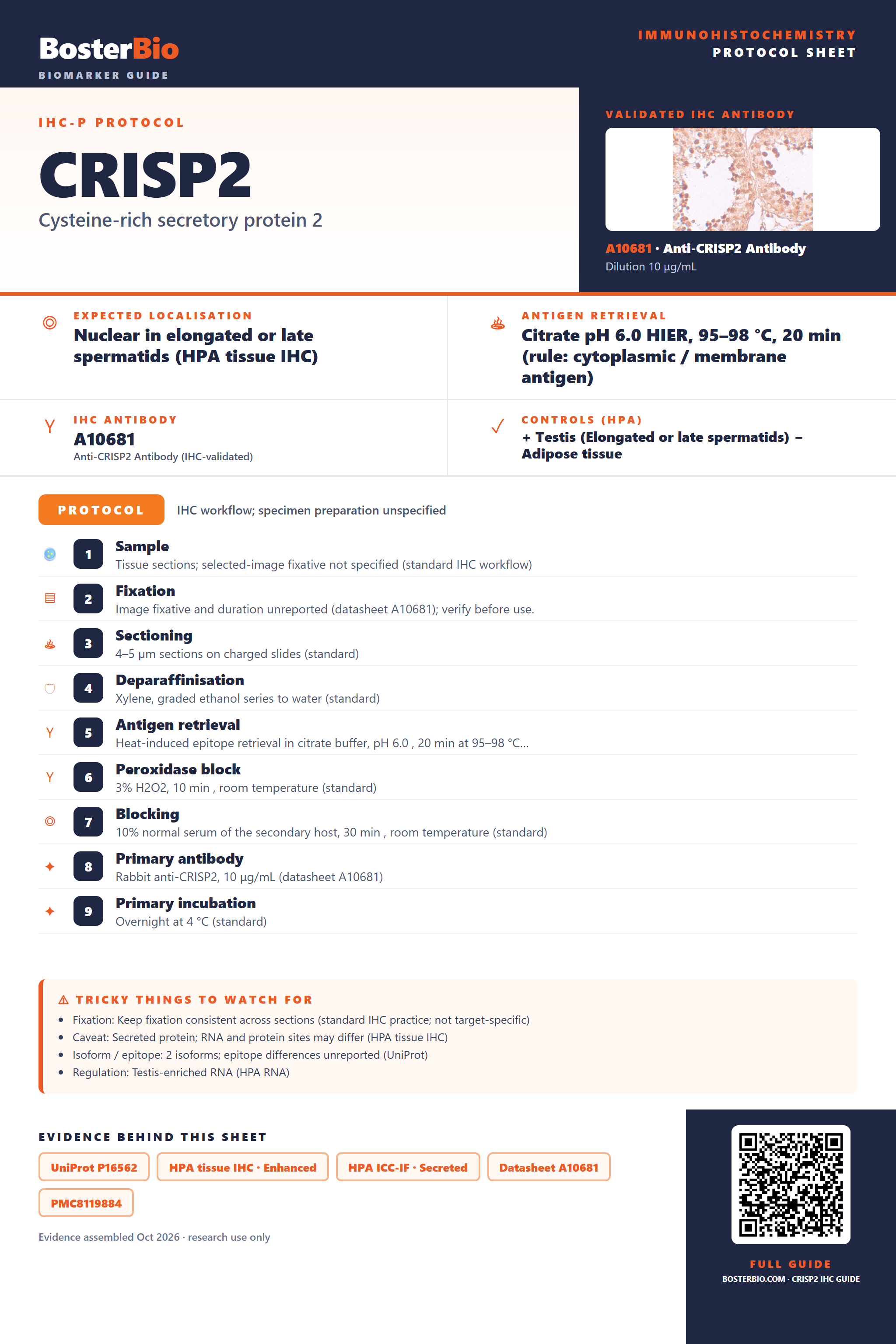 Immunohistochemistry protocol sheet for CRISP2 (IHC for CRISP2): expected localisation Nuclear in elongated or late spermatids (HPA tissue IHC), antibody A10681, validated IHC image, and IHC protocol steps