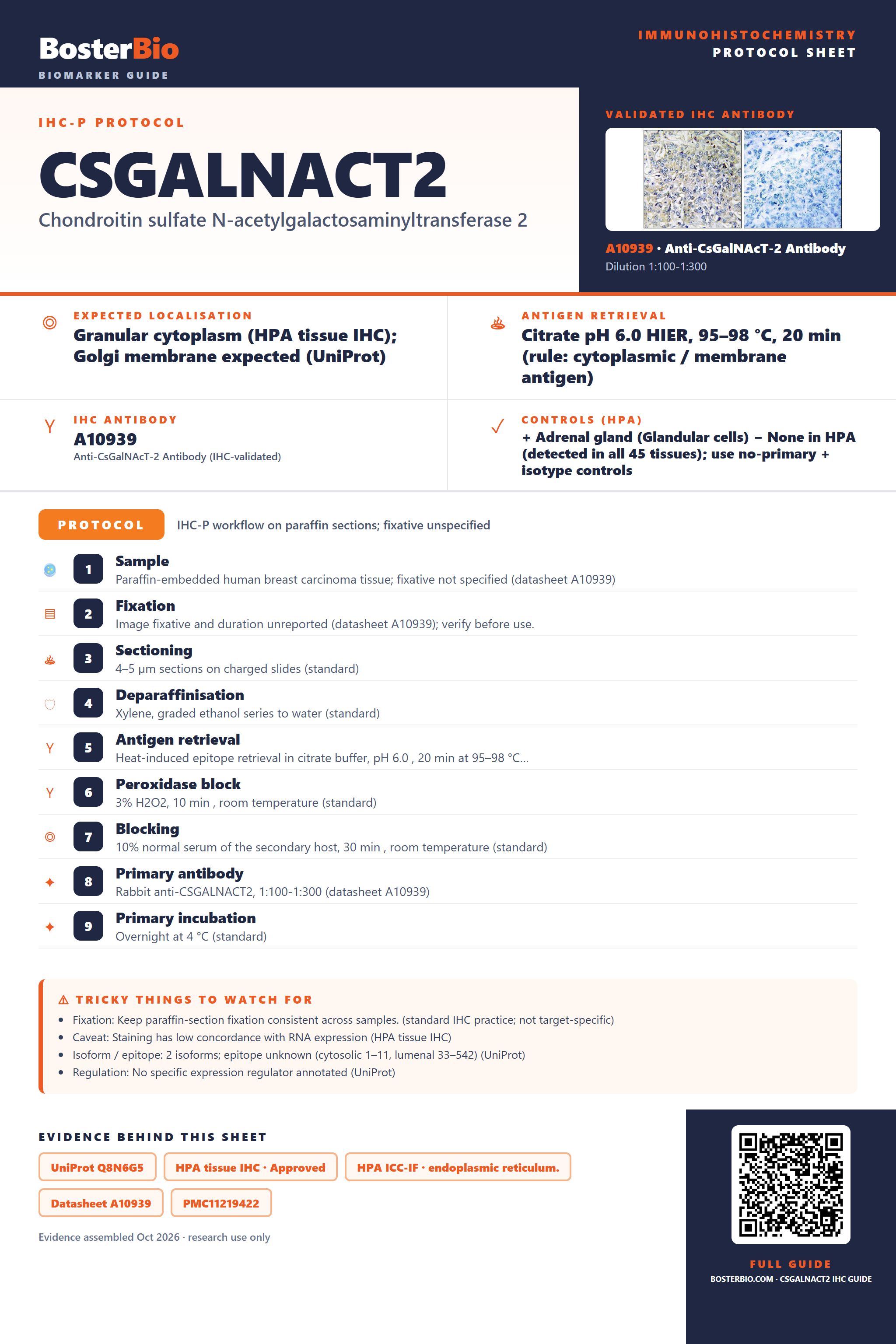 Immunohistochemistry protocol sheet for CSGALNACT2 (IHC for CSGALNACT2): expected localisation Granular cytoplasm (HPA tissue IHC); Golgi membrane expected (UniProt), antibody A10939, validated IHC image, and IHC protocol steps